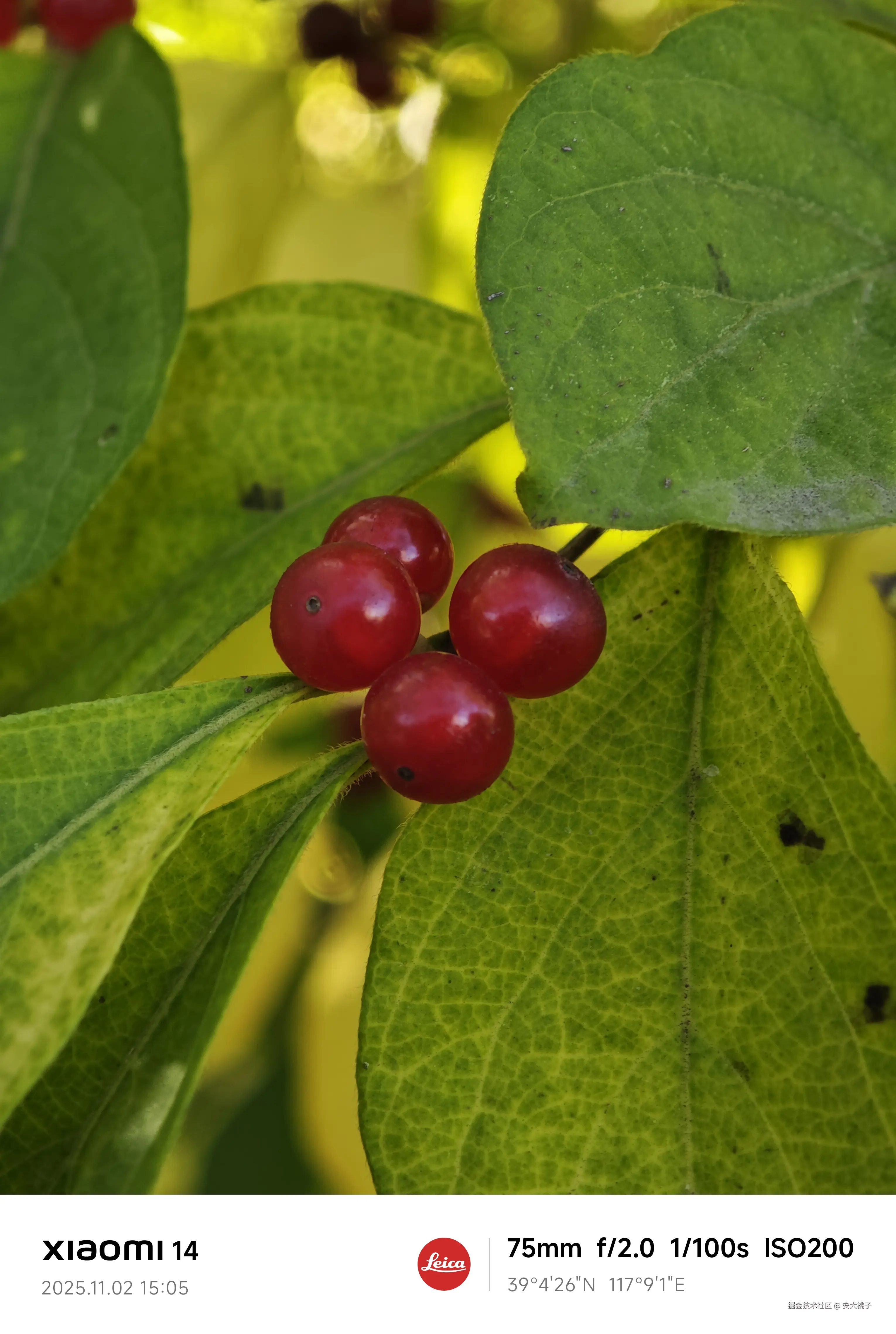 安大桃子于2025-11-02 16:48发布的图片