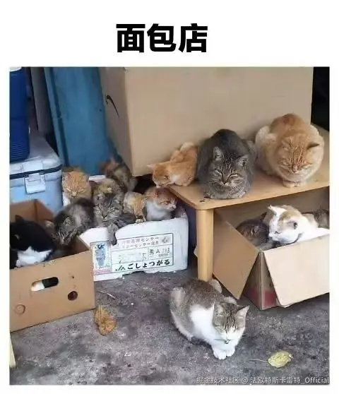 法欧特斯卡雷特_Official于2025-05-30 00:52发布的图片