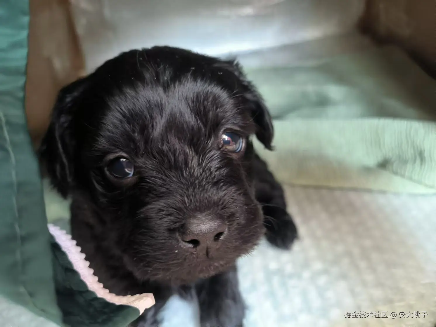 安大桃子于2024-12-10 10:00发布的图片