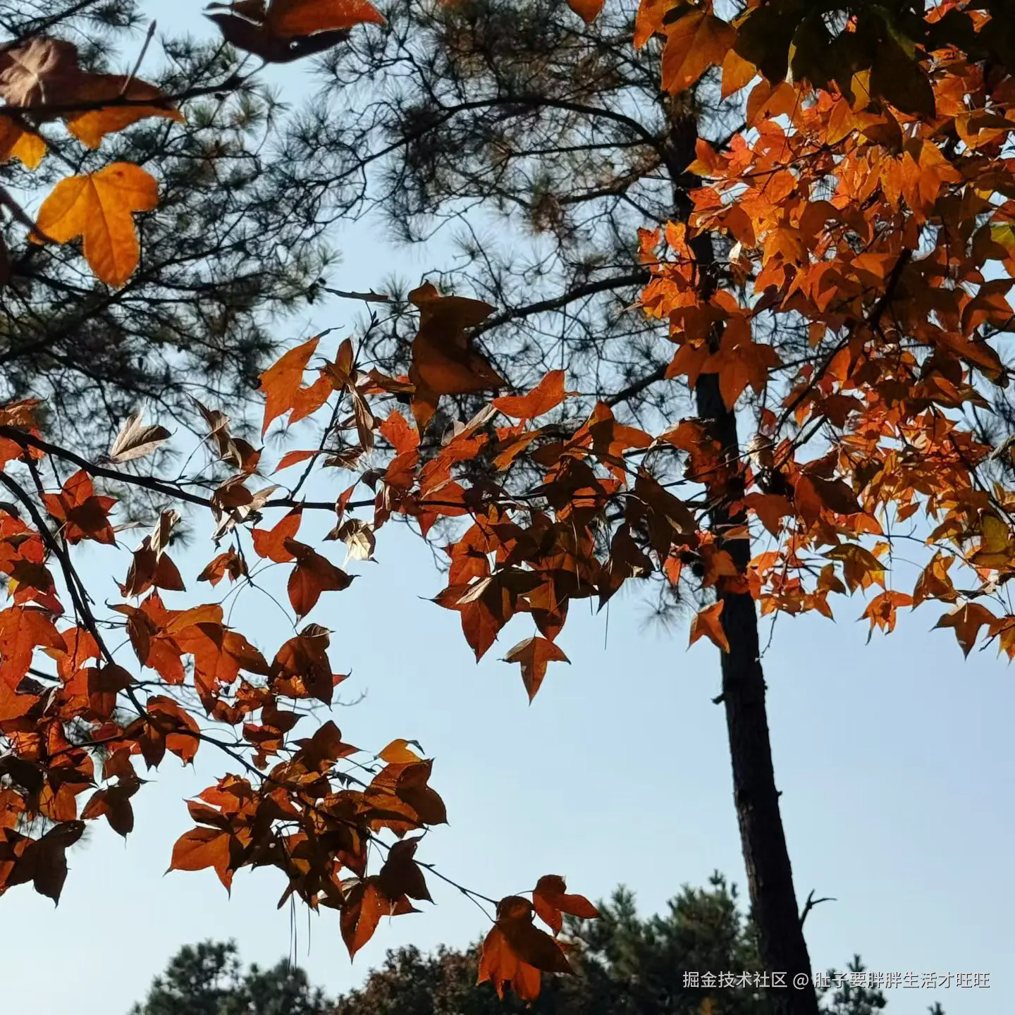 肚子要胖胖生活才旺旺于2025-11-16 00:20发布的图片