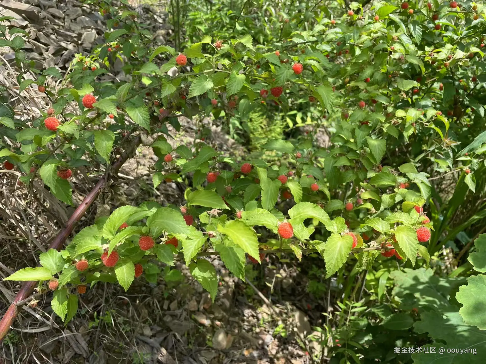 oouyang于2025-05-06 16:00发布的图片