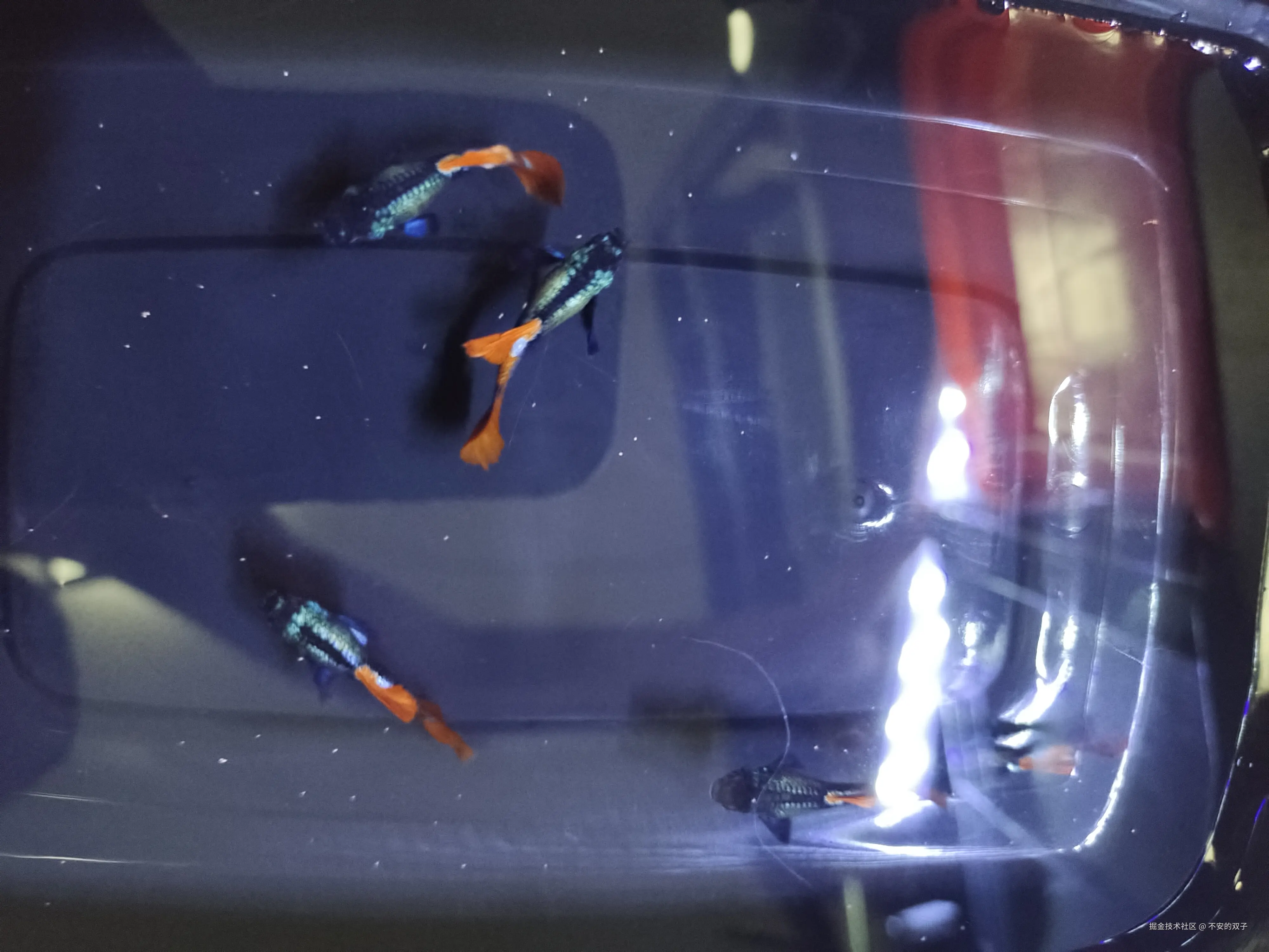 不安的双子于2024-08-26 10:46发布的图片