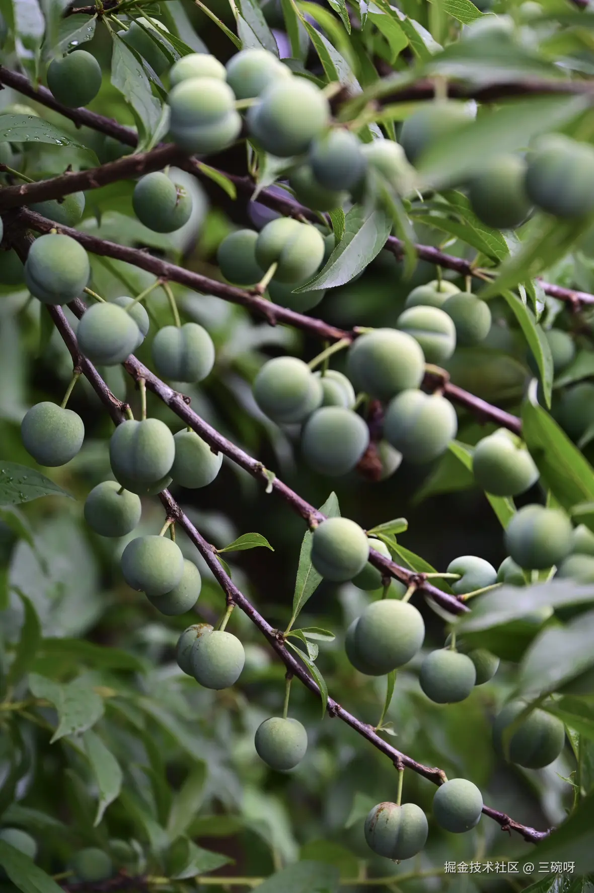 三碗呀于2025-06-03 10:05发布的图片