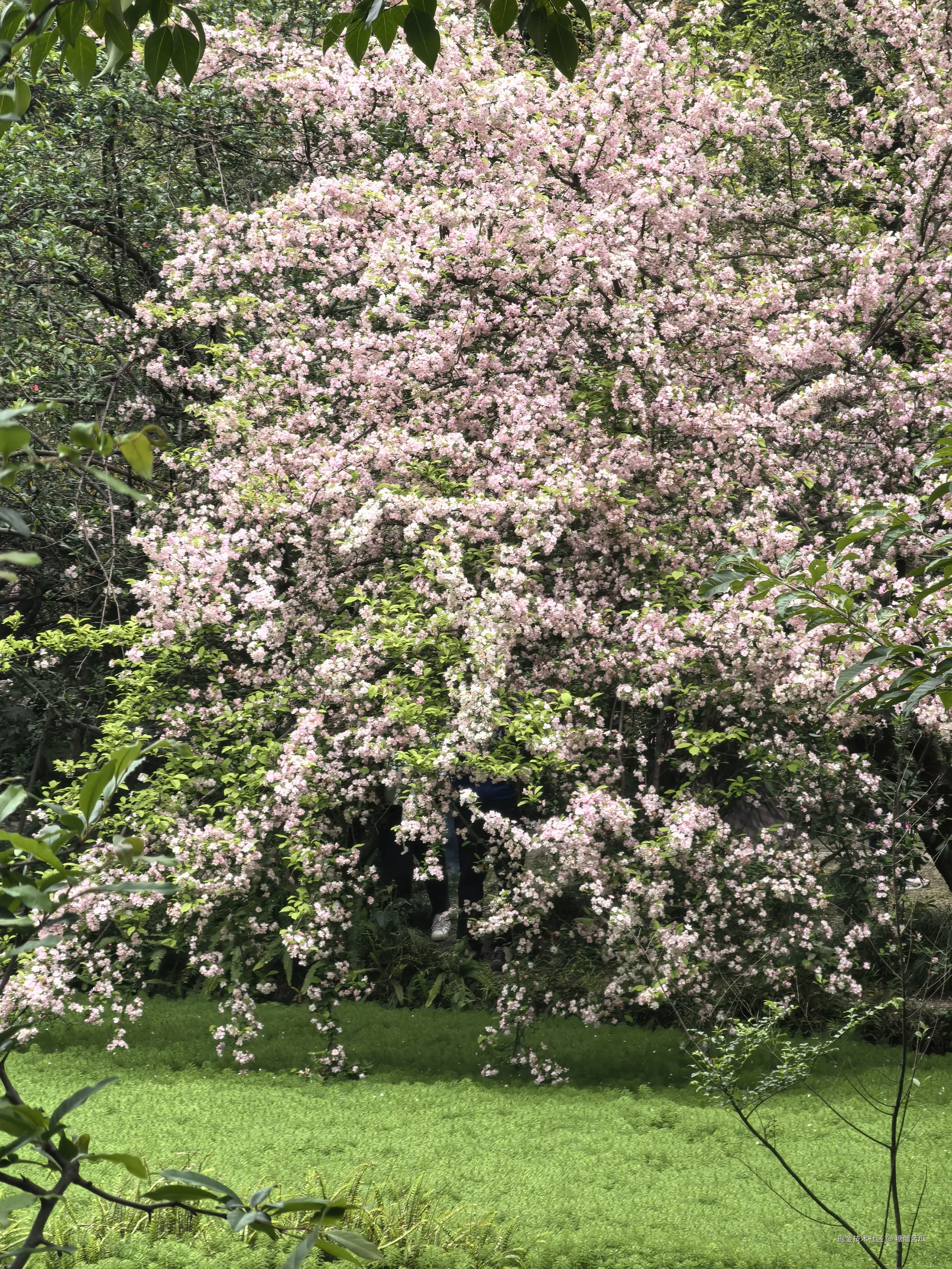 糖醋苦瓜于2026-03-23 16:28发布的图片