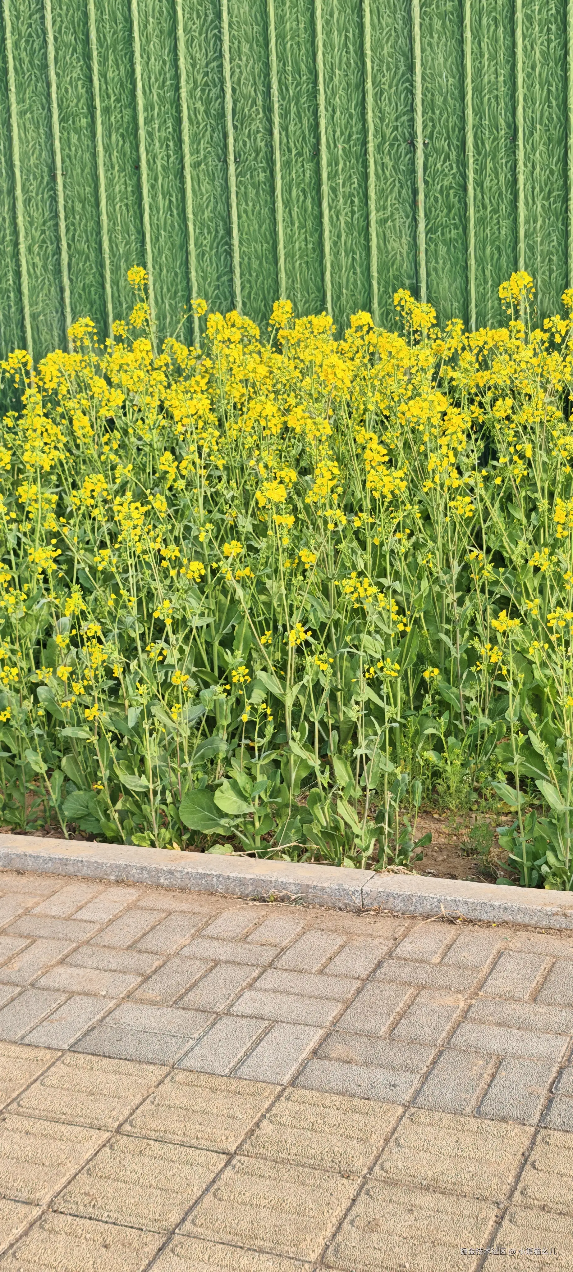 小熊猫幺儿于2026-03-29 14:54发布的图片