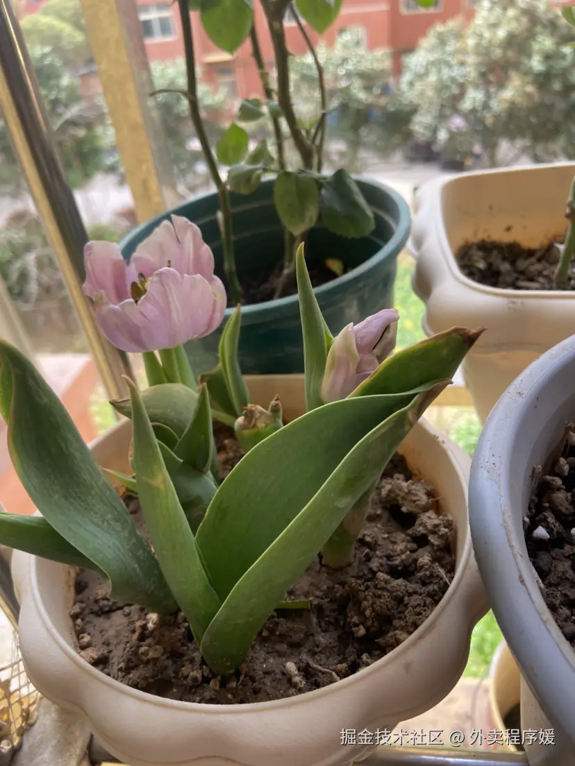 外卖程序媛于2026-03-28 09:50发布的图片