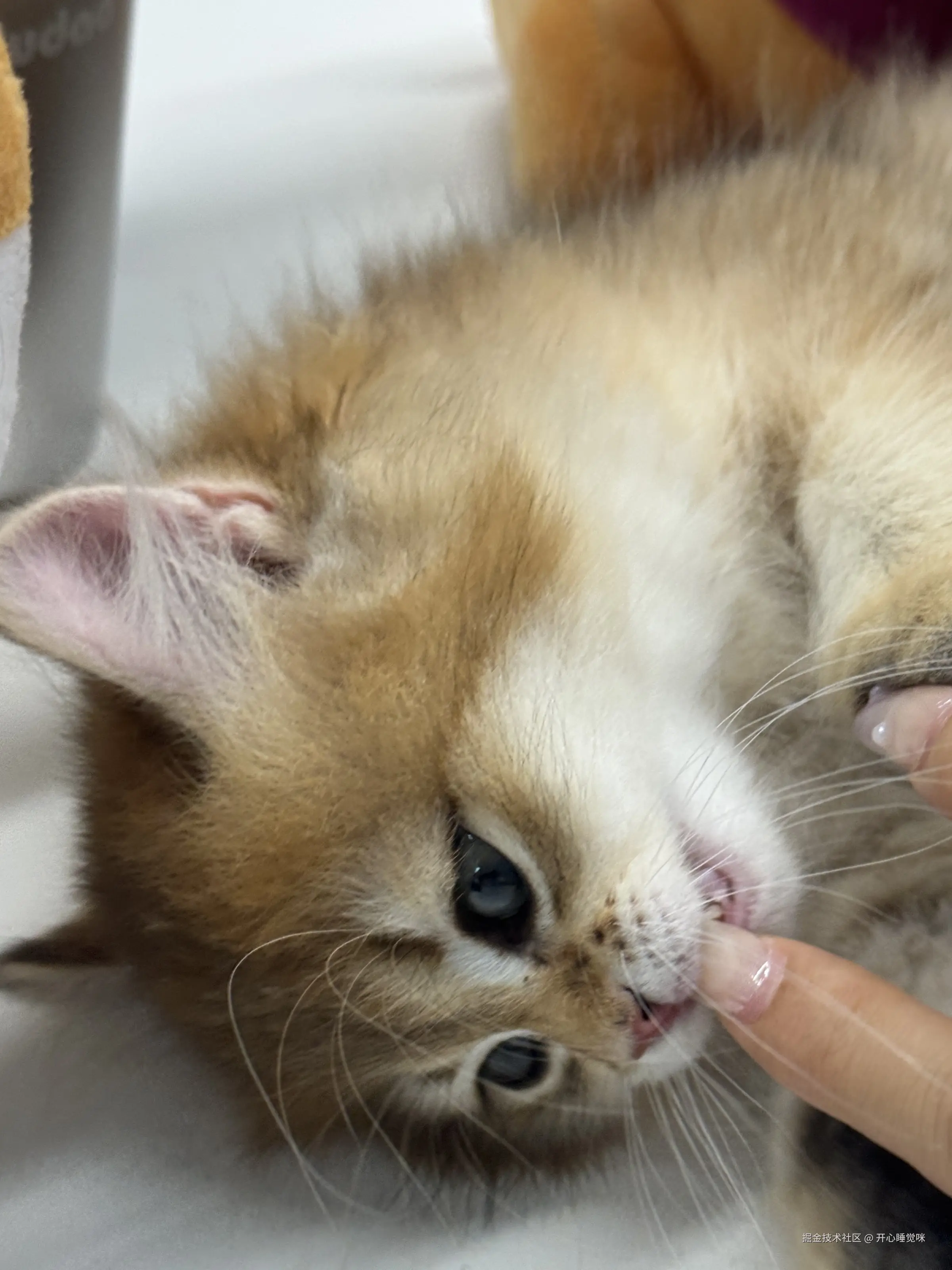 开心睡觉咪于2025-07-30 15:41发布的图片