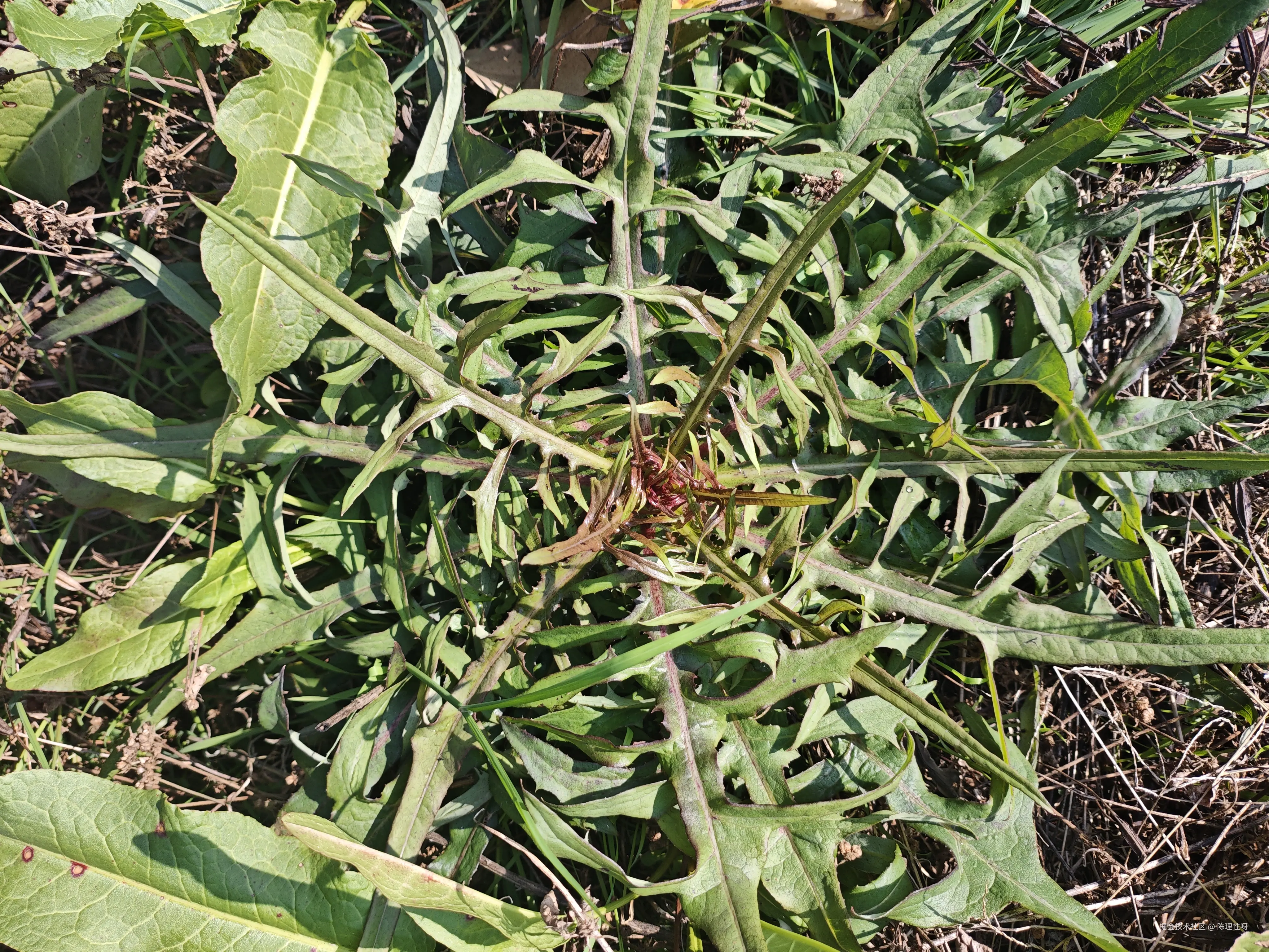 陈理性呀于2026-02-09 10:18发布的图片