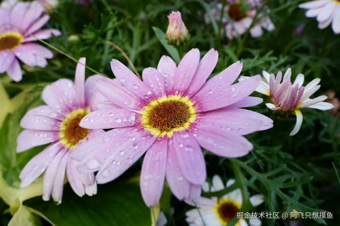 阿飞只想摸鱼于2025-05-30 13:56发布的图片