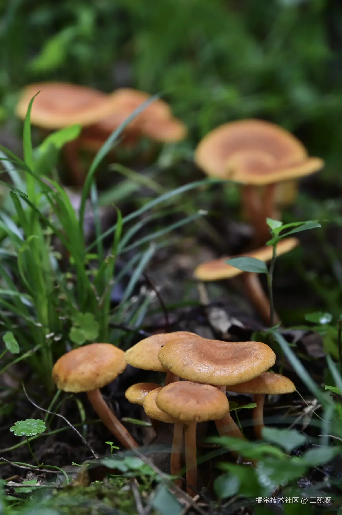 三碗呀于2025-07-07 10:07发布的图片