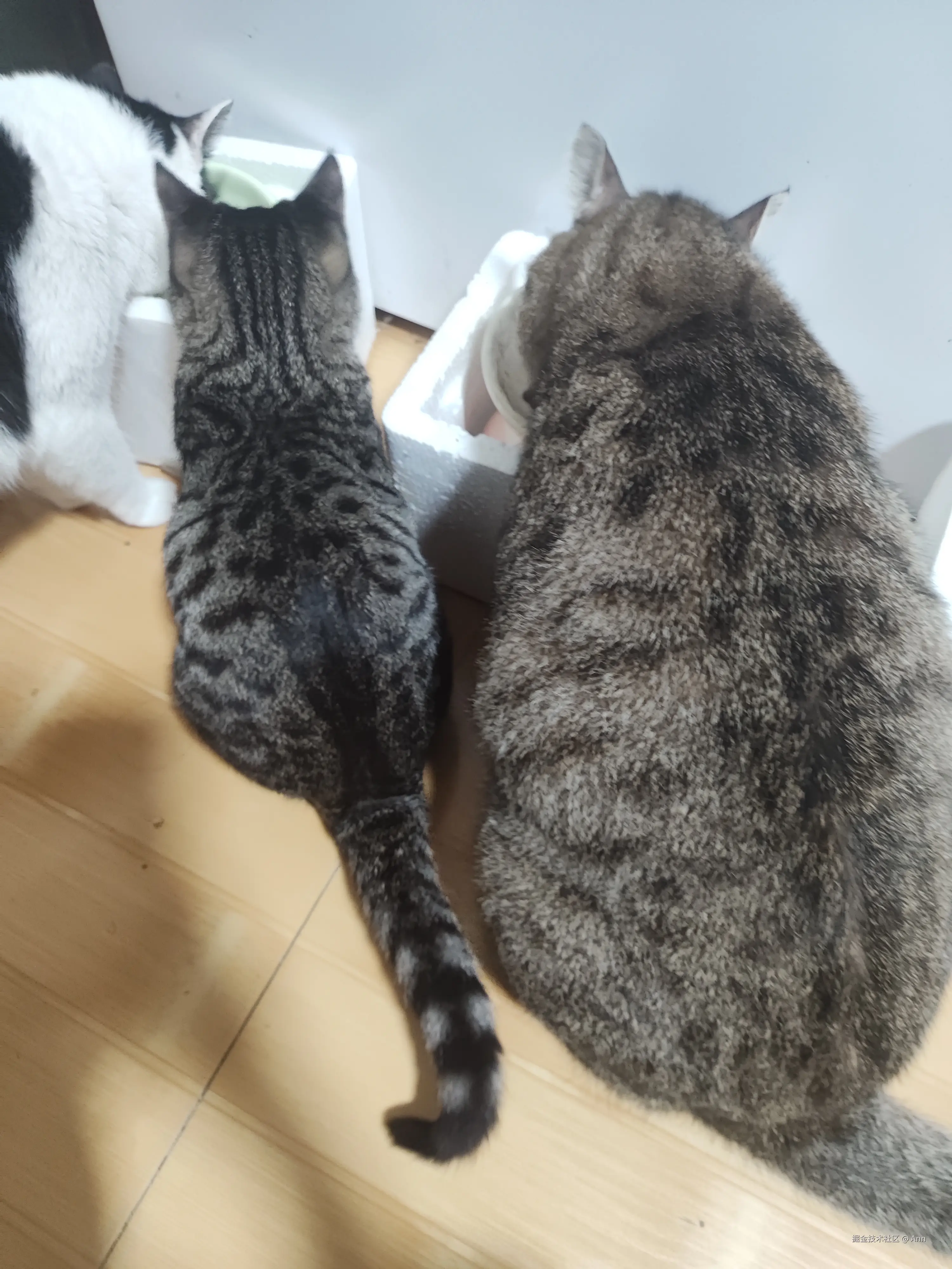 Ann于2024-10-09 02:43发布的图片