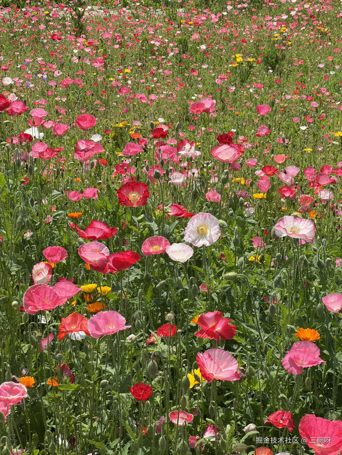 三碗呀于2025-05-08 07:17发布的图片