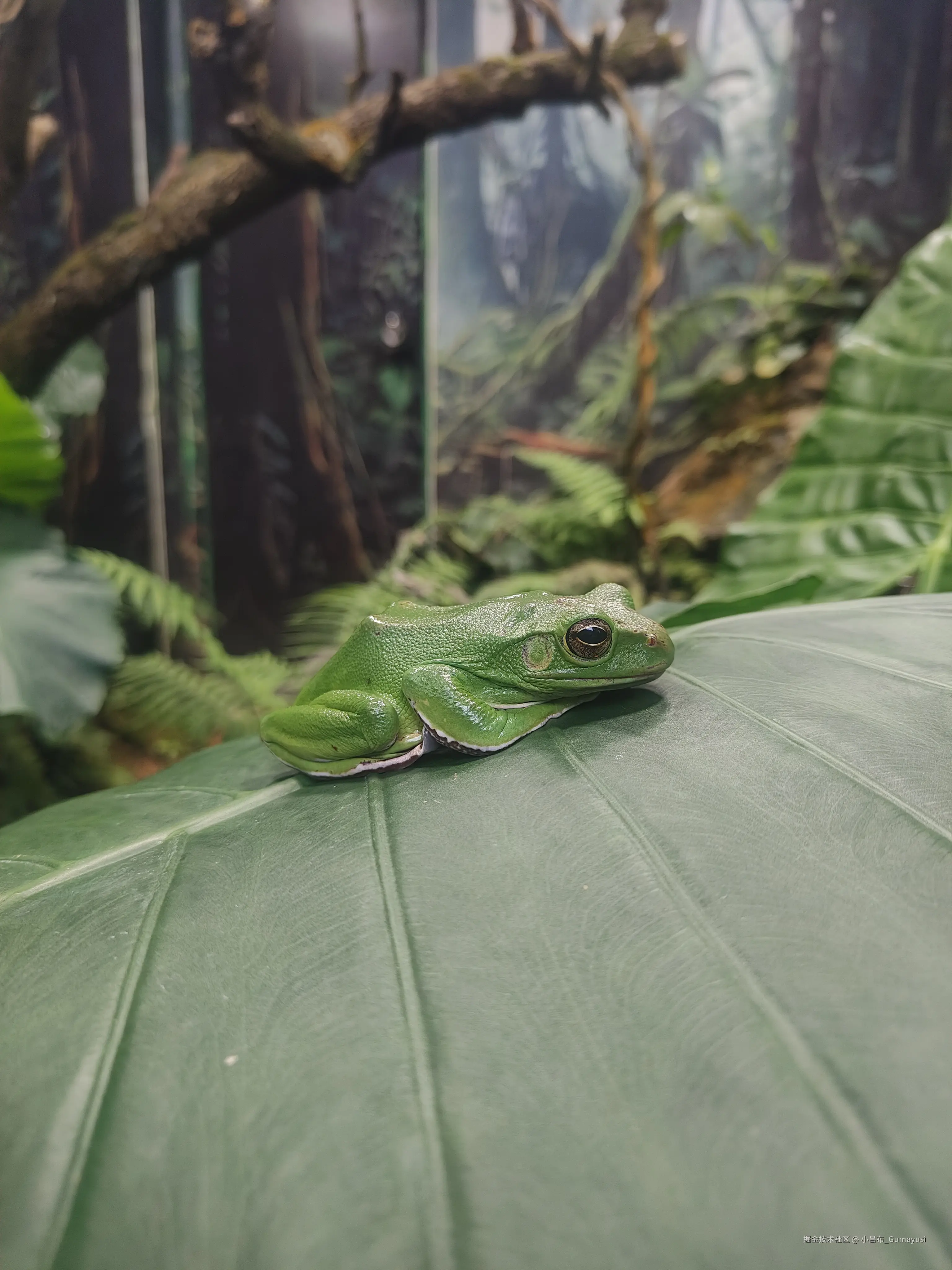 小吕布_Gumayusi于2025-03-03 09:36发布的图片