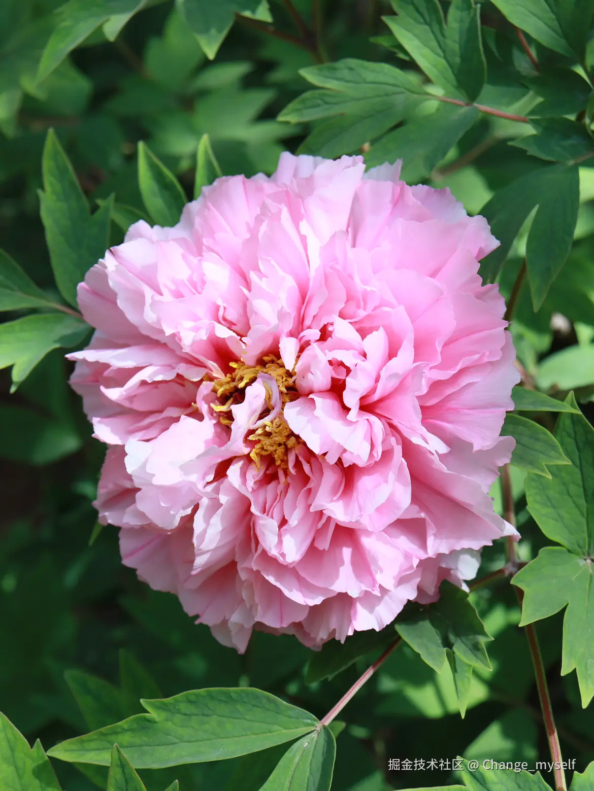 Change_myself于2025-04-07 14:42发布的图片