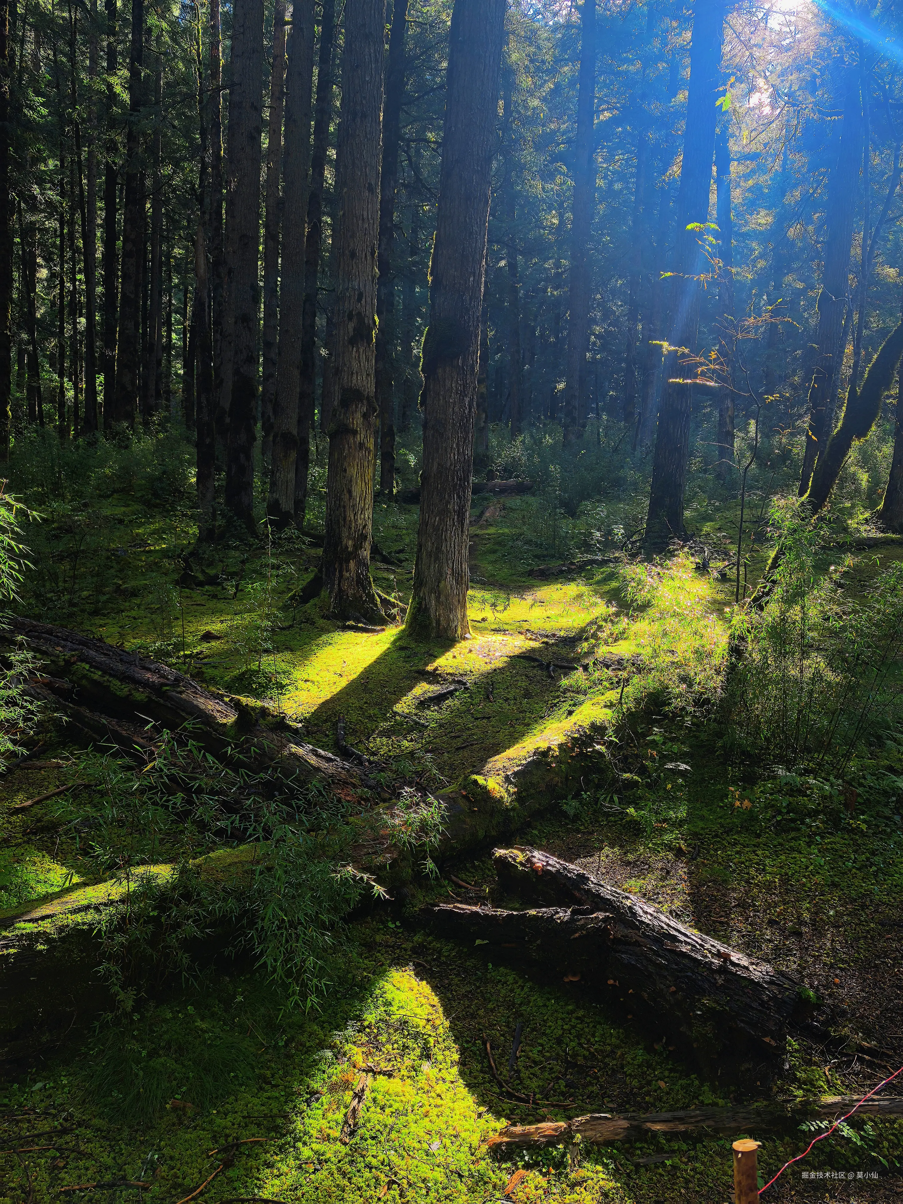 莫小仙于2025-10-09 02:54发布的图片