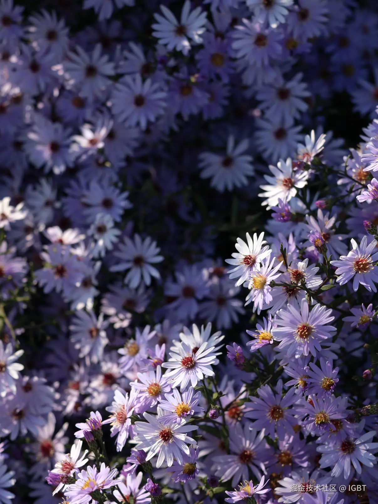 IGBT于2025-11-24 10:43发布的图片