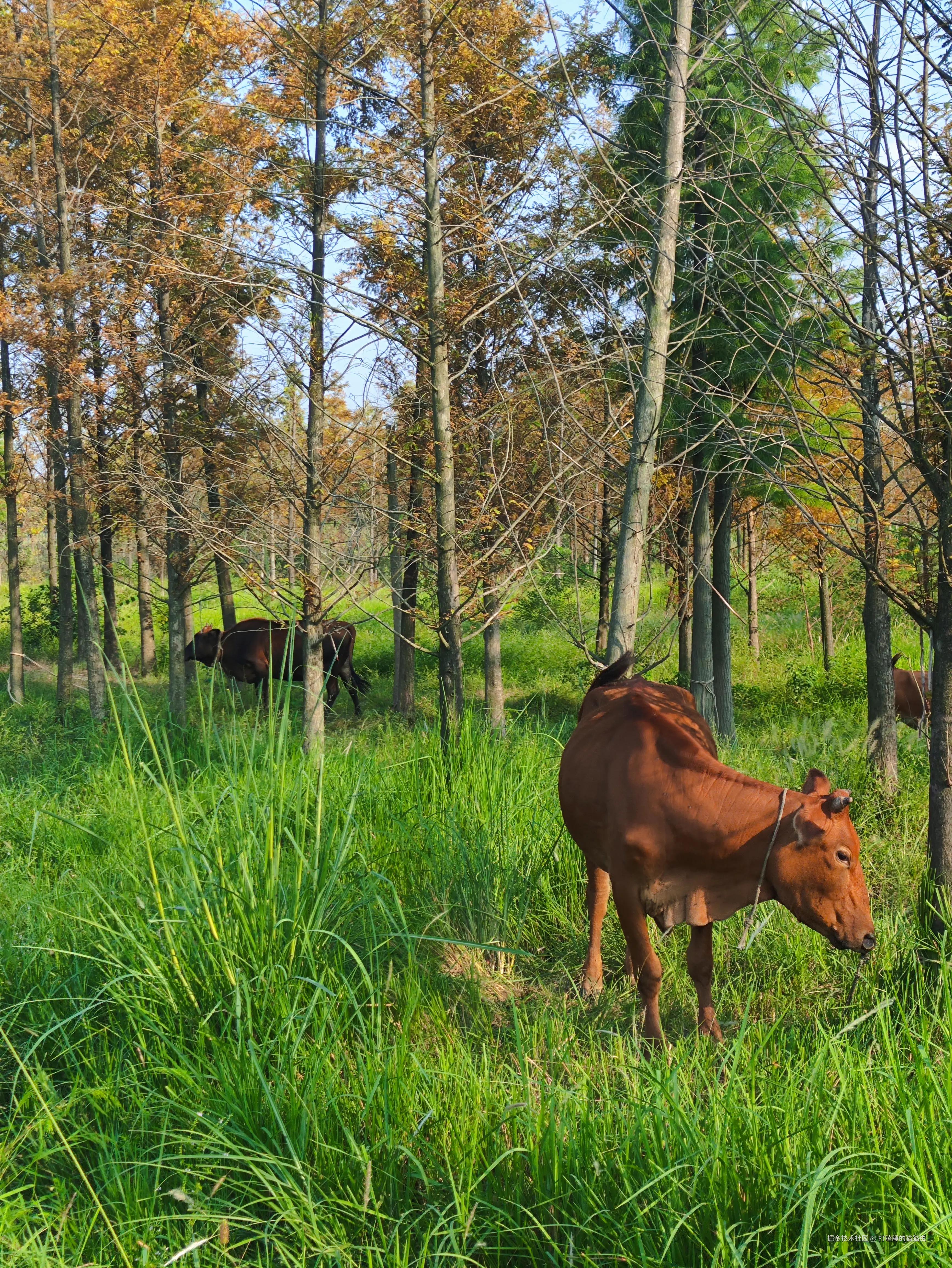 打瞌睡的猫猫虫于2025-10-09 13:56发布的图片
