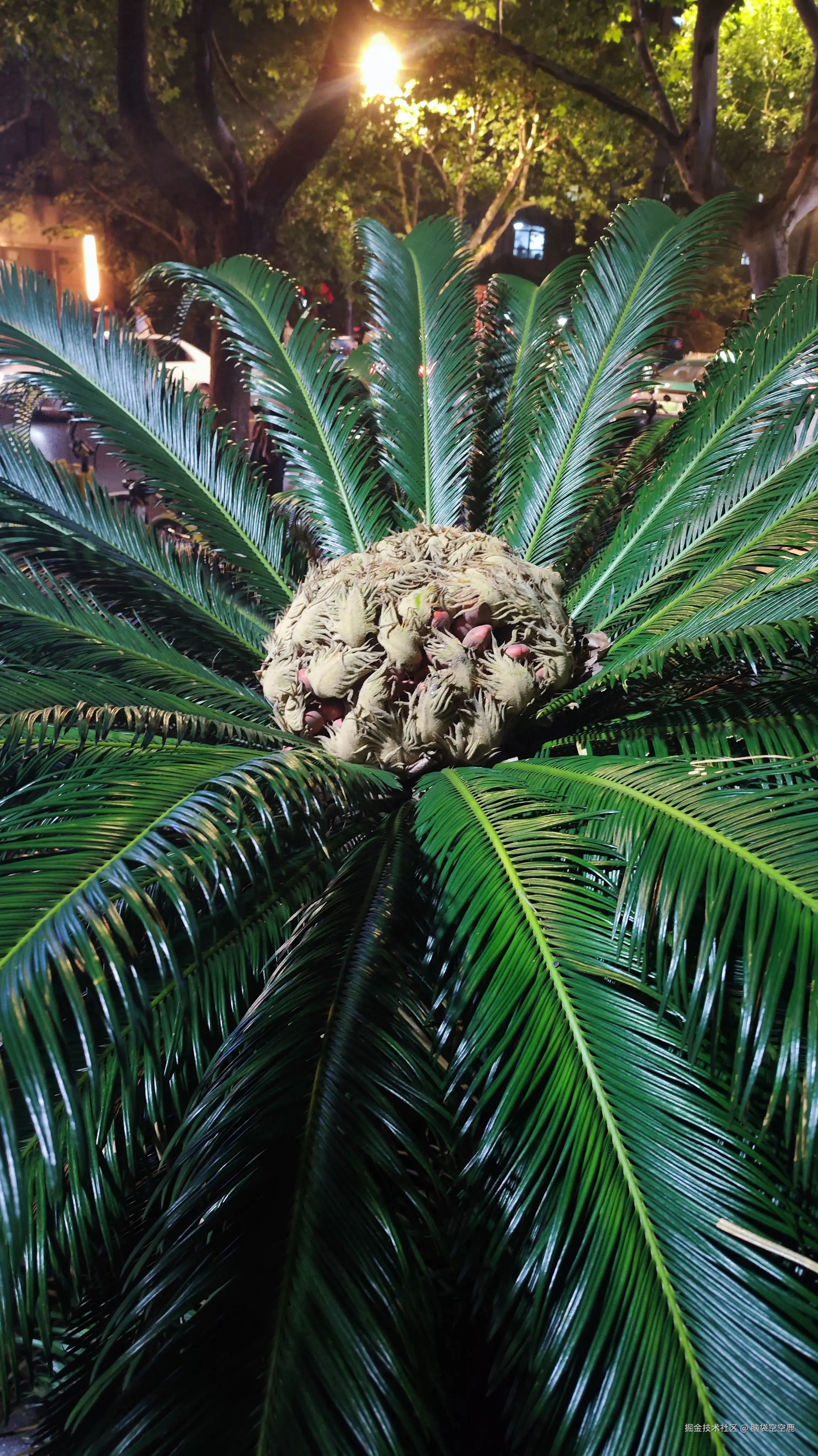 脑袋空空鹿于2025-10-08 12:27发布的图片