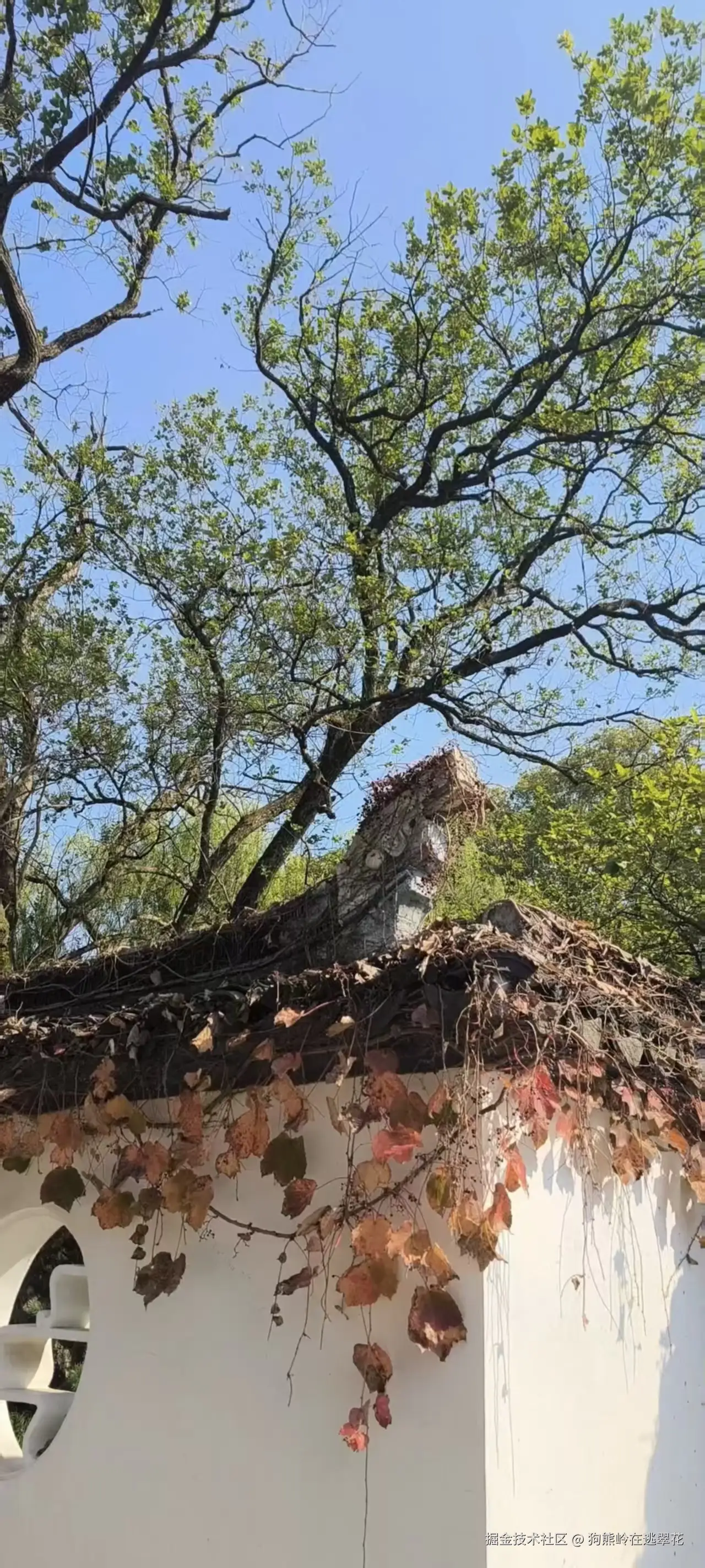 狗熊岭在逃翠花于2025-11-17 11:08发布的图片