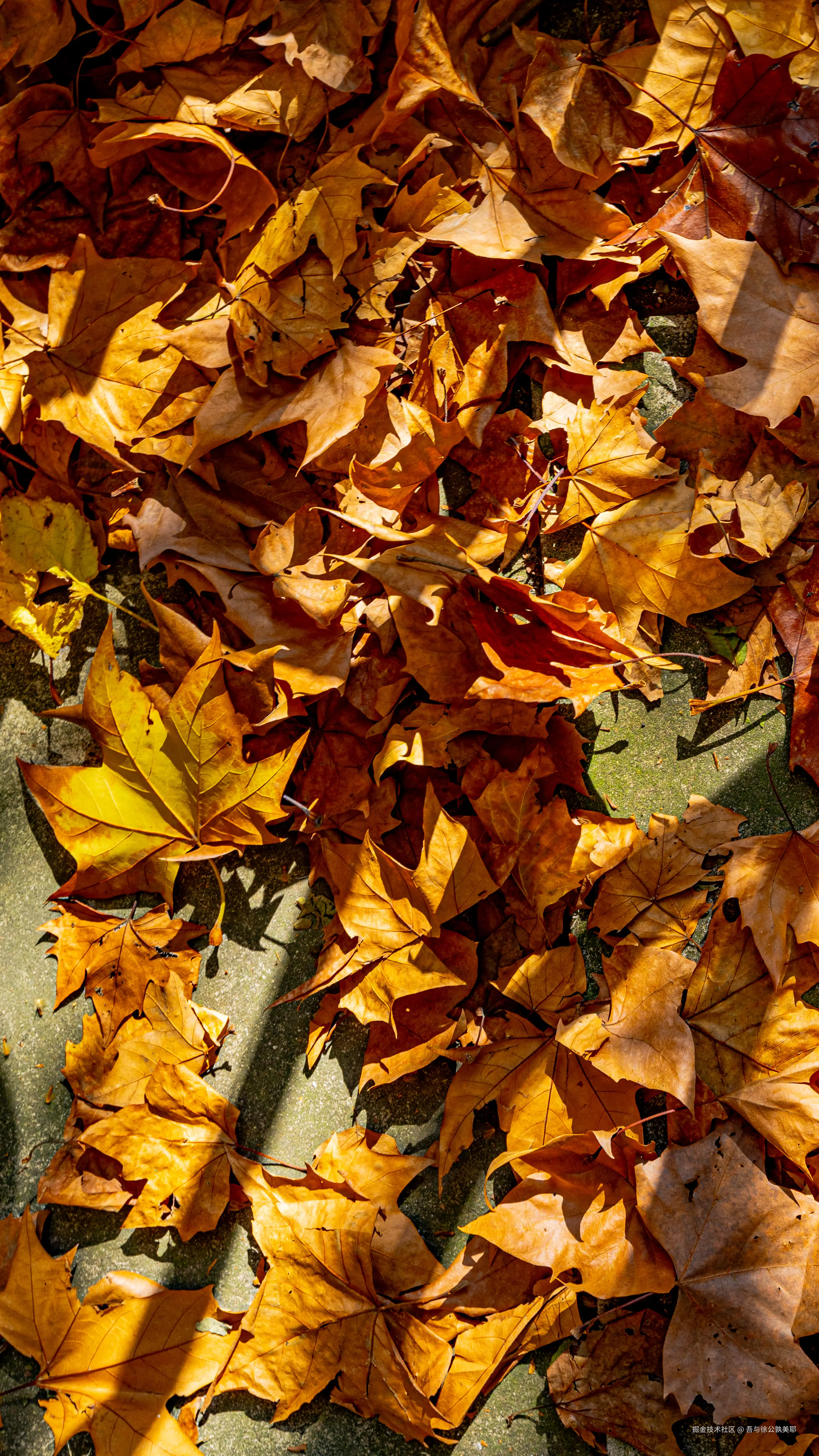 吾与徐公孰美耶于2024-11-29 09:48发布的图片