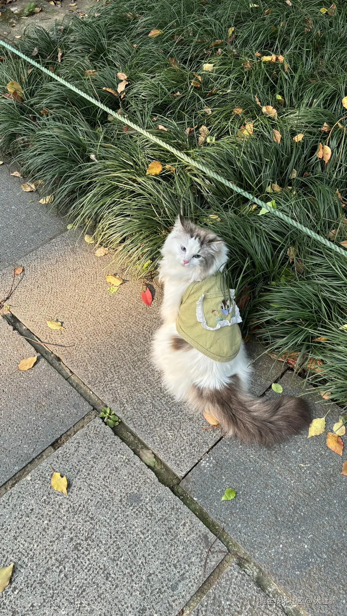 大肚腩于2026-04-20 13:45发布的图片