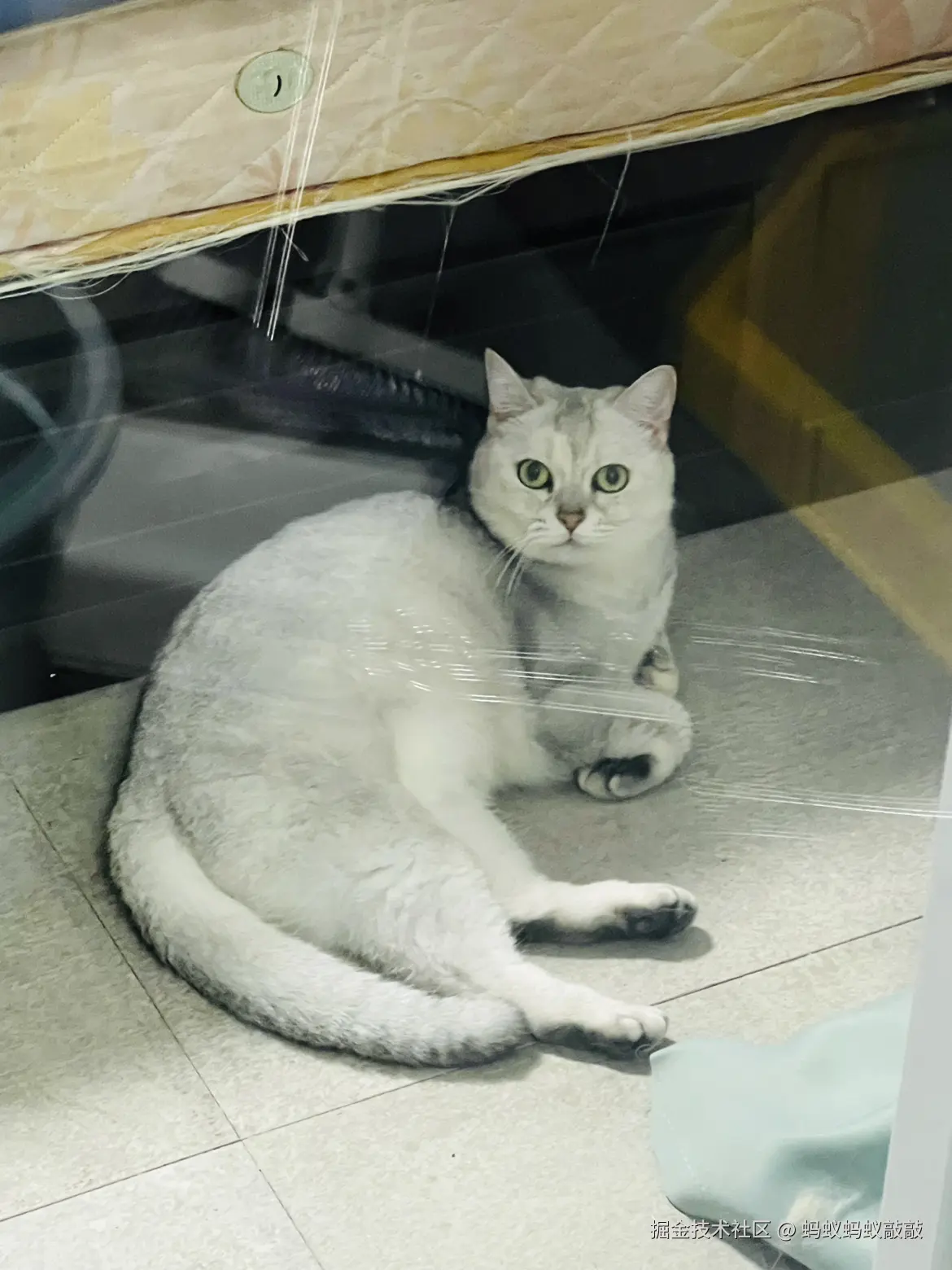 蚂蚁蚂蚁敲敲于2024-09-18 12:13发布的图片