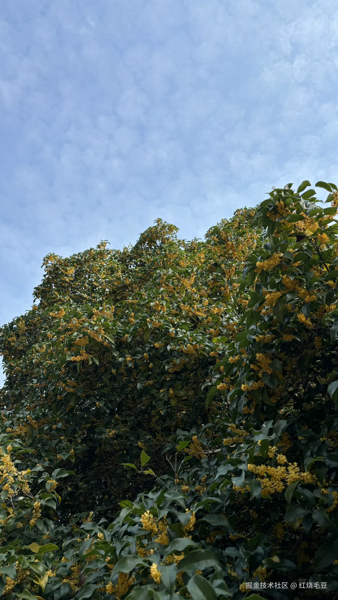 红烧毛豆于2025-11-03 09:30发布的图片