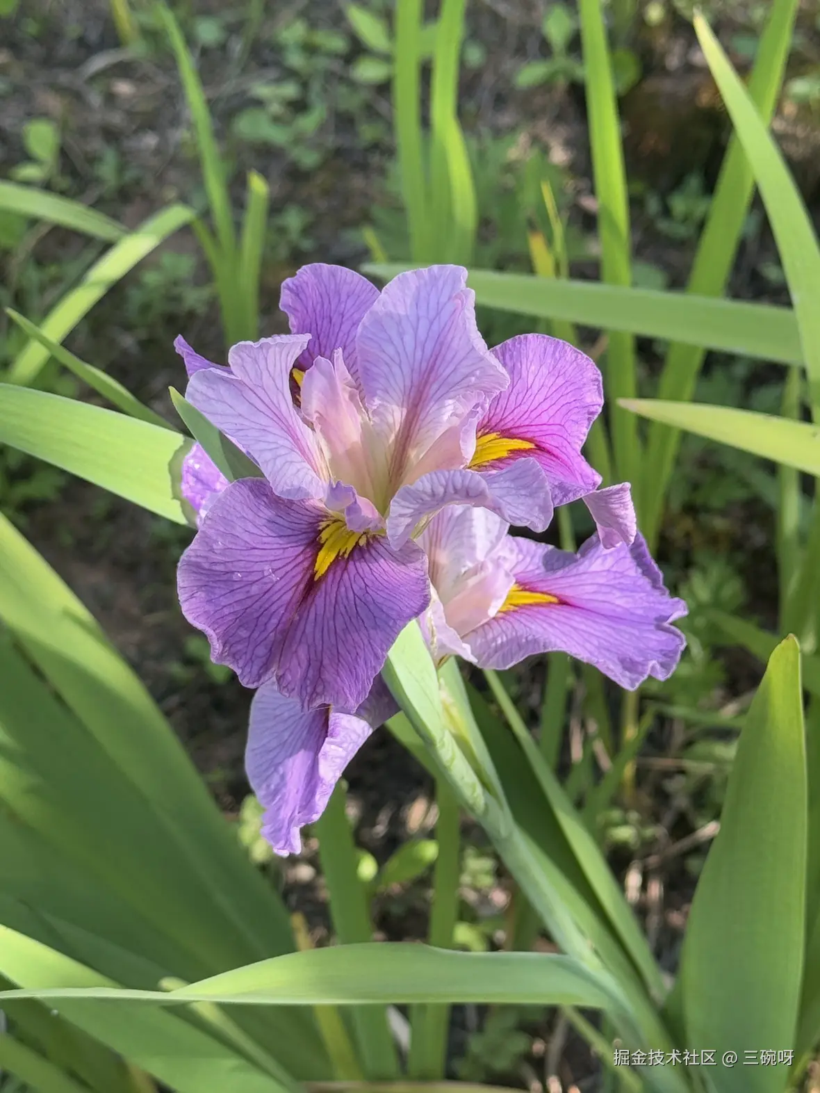 三碗呀于2025-05-08 07:17发布的图片