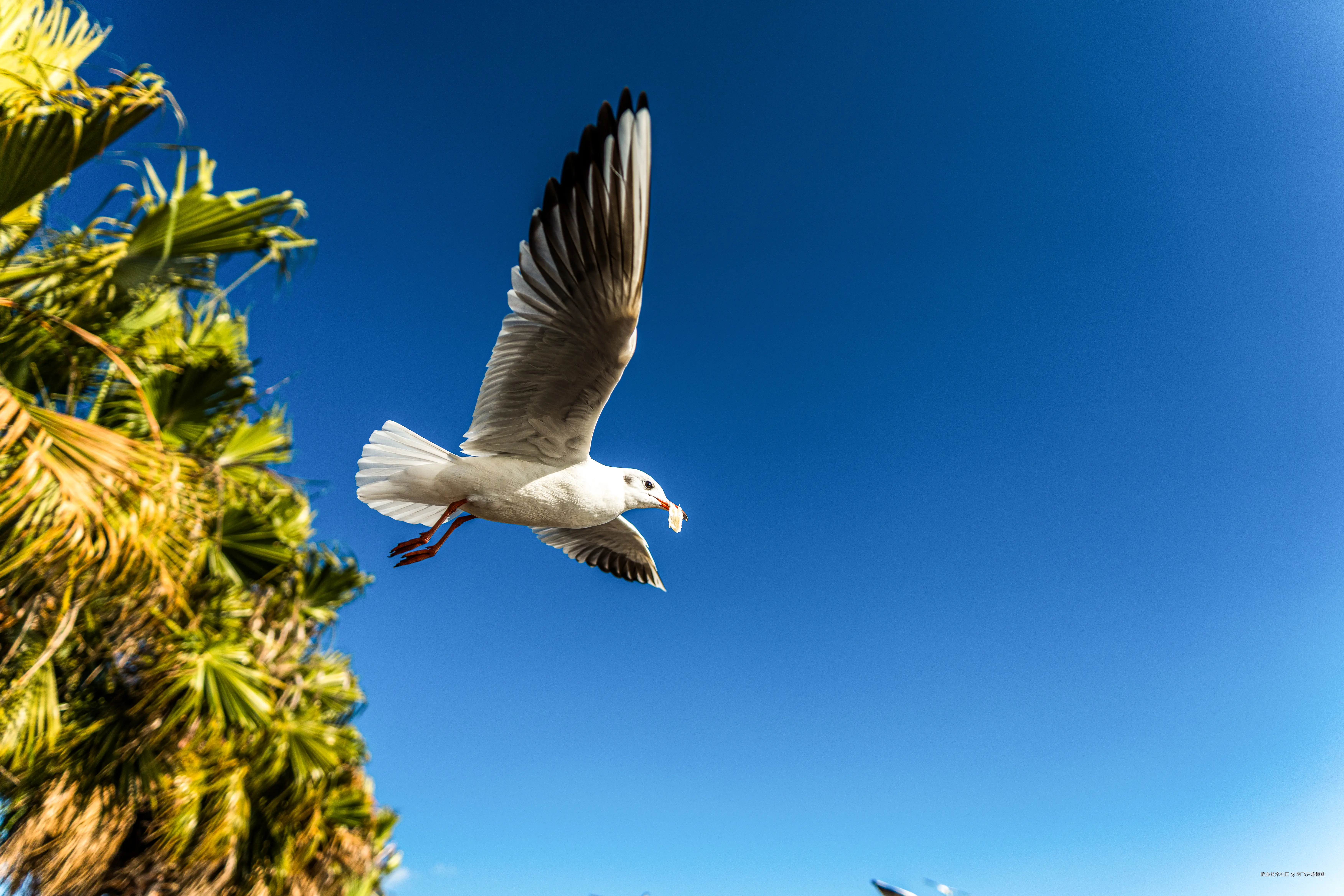 阿飞只想摸鱼于2026-02-11 14:37发布的图片