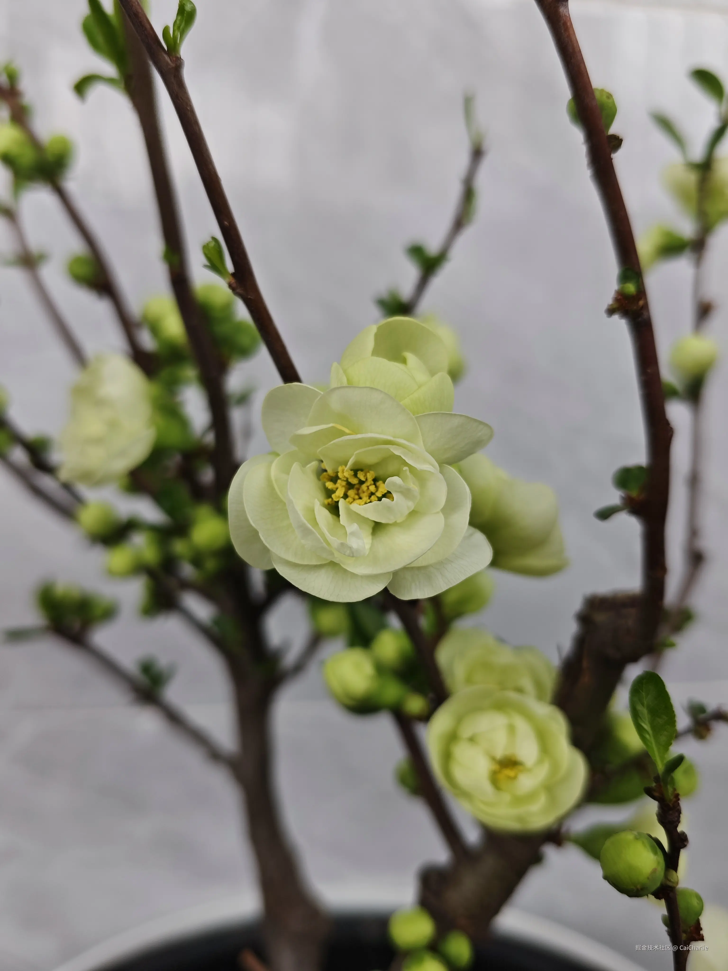 CaiCharlie于2026-03-25 12:20发布的图片