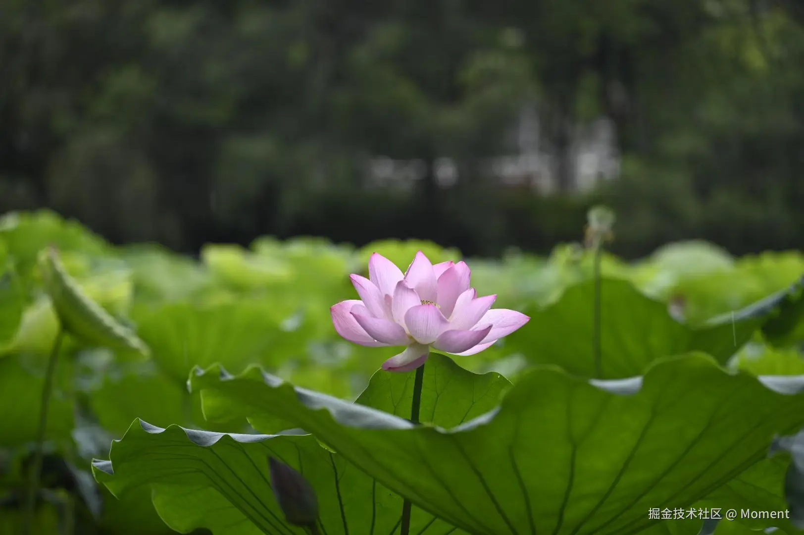 Moment于2025-06-16 14:48发布的图片