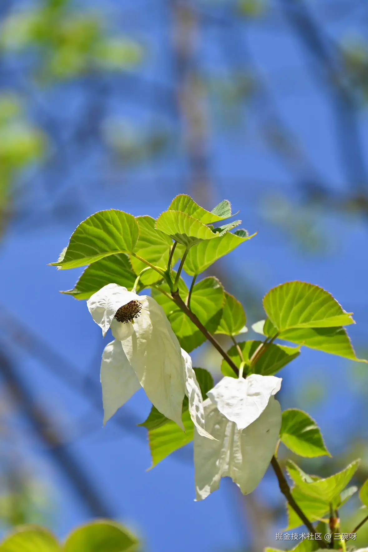 三碗呀于2025-04-22 10:05发布的图片