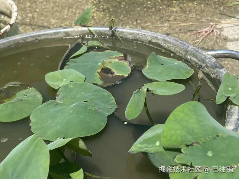 已注销于2024-08-08 05:44发布的图片