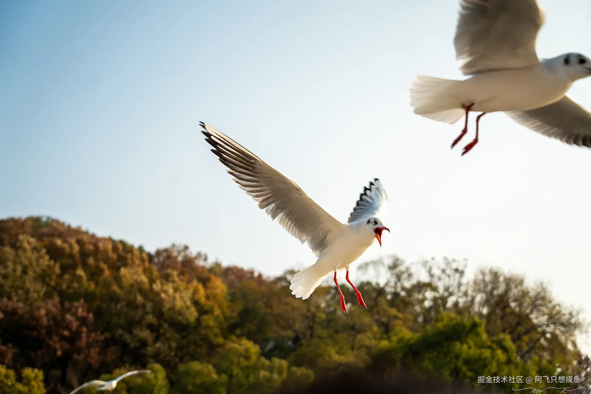 阿飞只想摸鱼于2024-12-19 14:47发布的图片