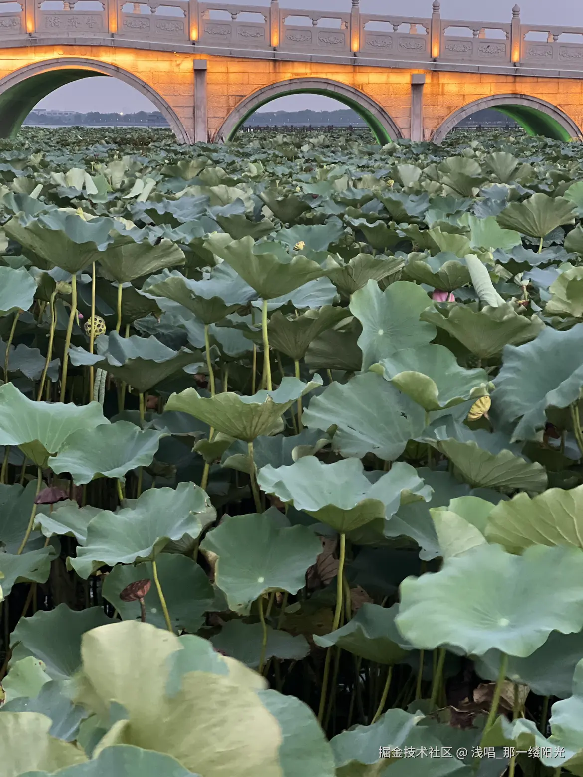 浅唱_那一缕阳光于2025-08-12 09:37发布的图片