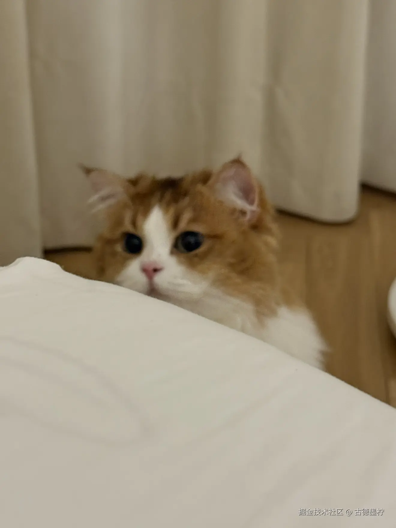 古德墨柠于2025-07-15 08:54发布的图片