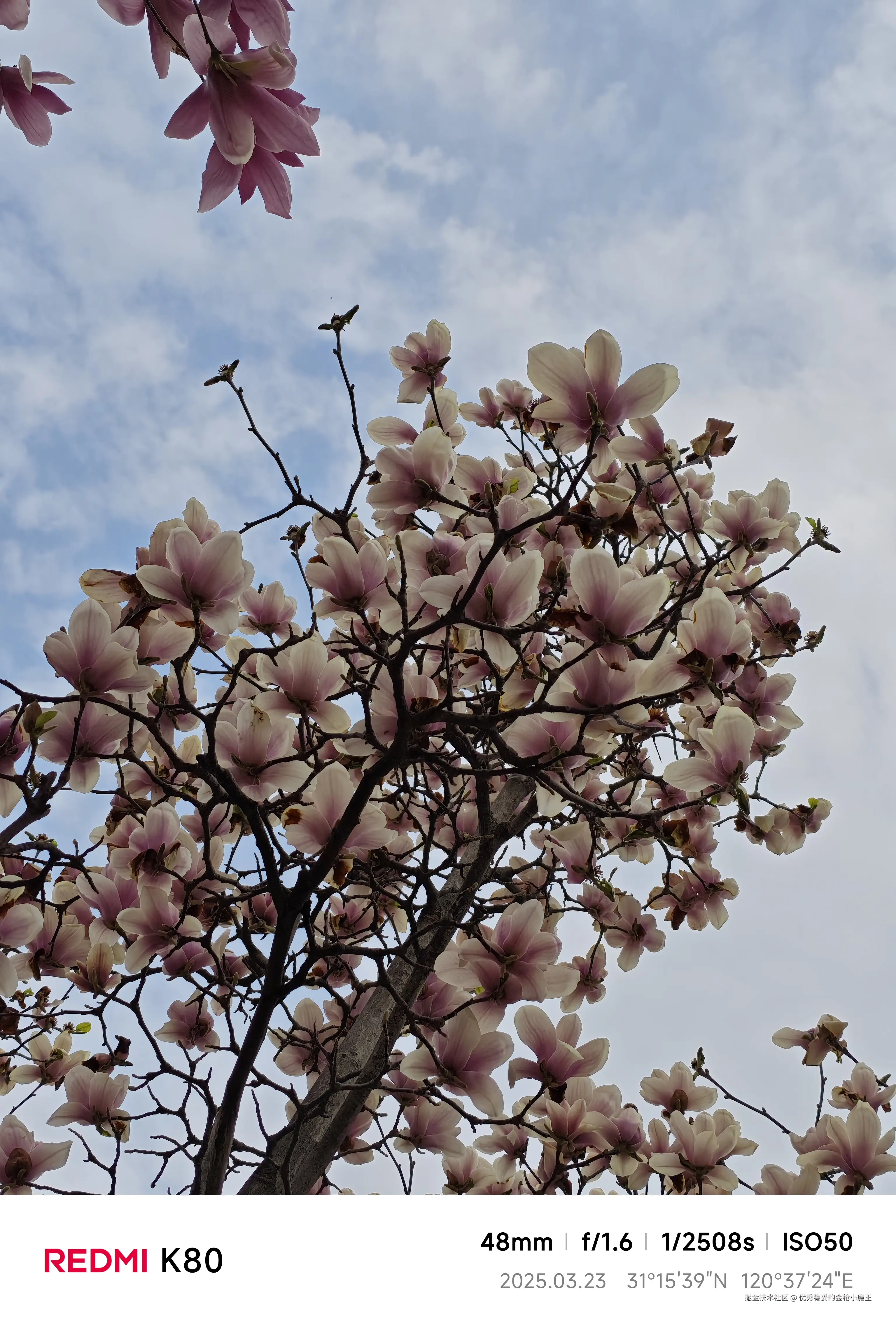 优秀稳妥的金枪小魔王于2025-03-25 16:07发布的图片