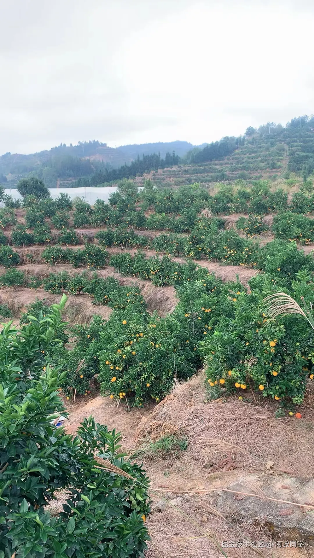 阿波同学于2024-11-18 20:40发布的图片