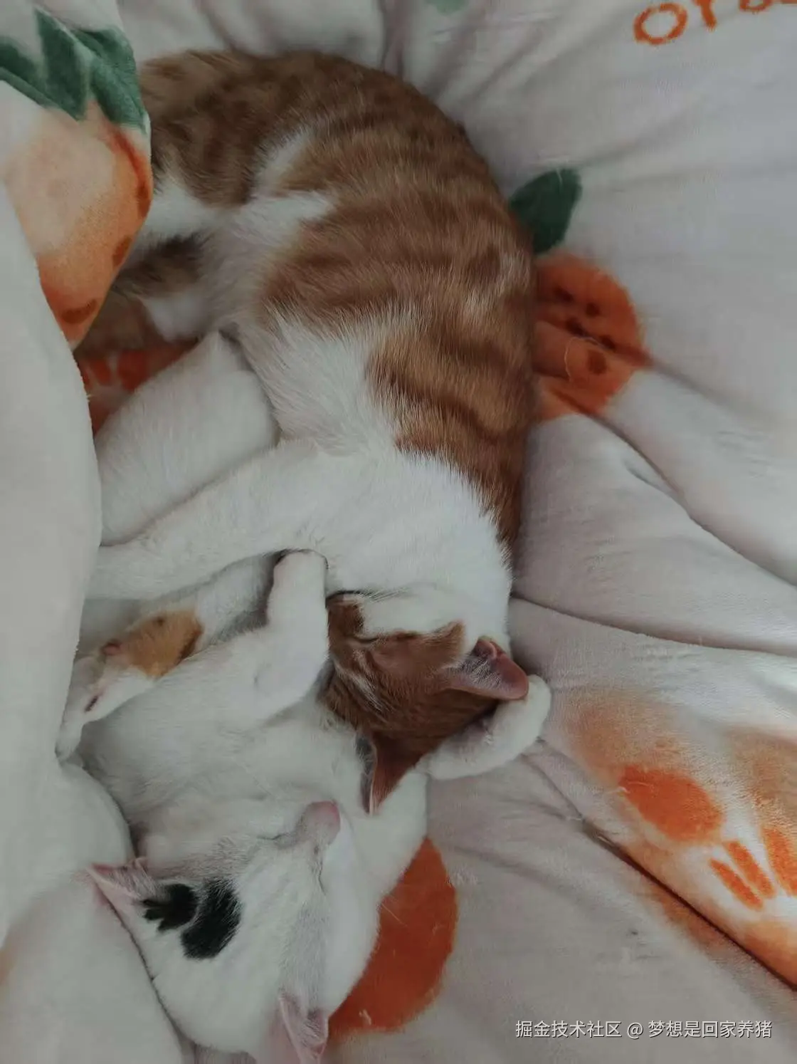 梦想是回家养猪于2025-02-28 09:31发布的图片