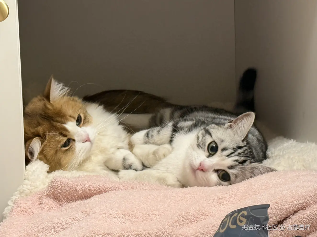 古德墨柠于2026-02-06 16:48发布的图片