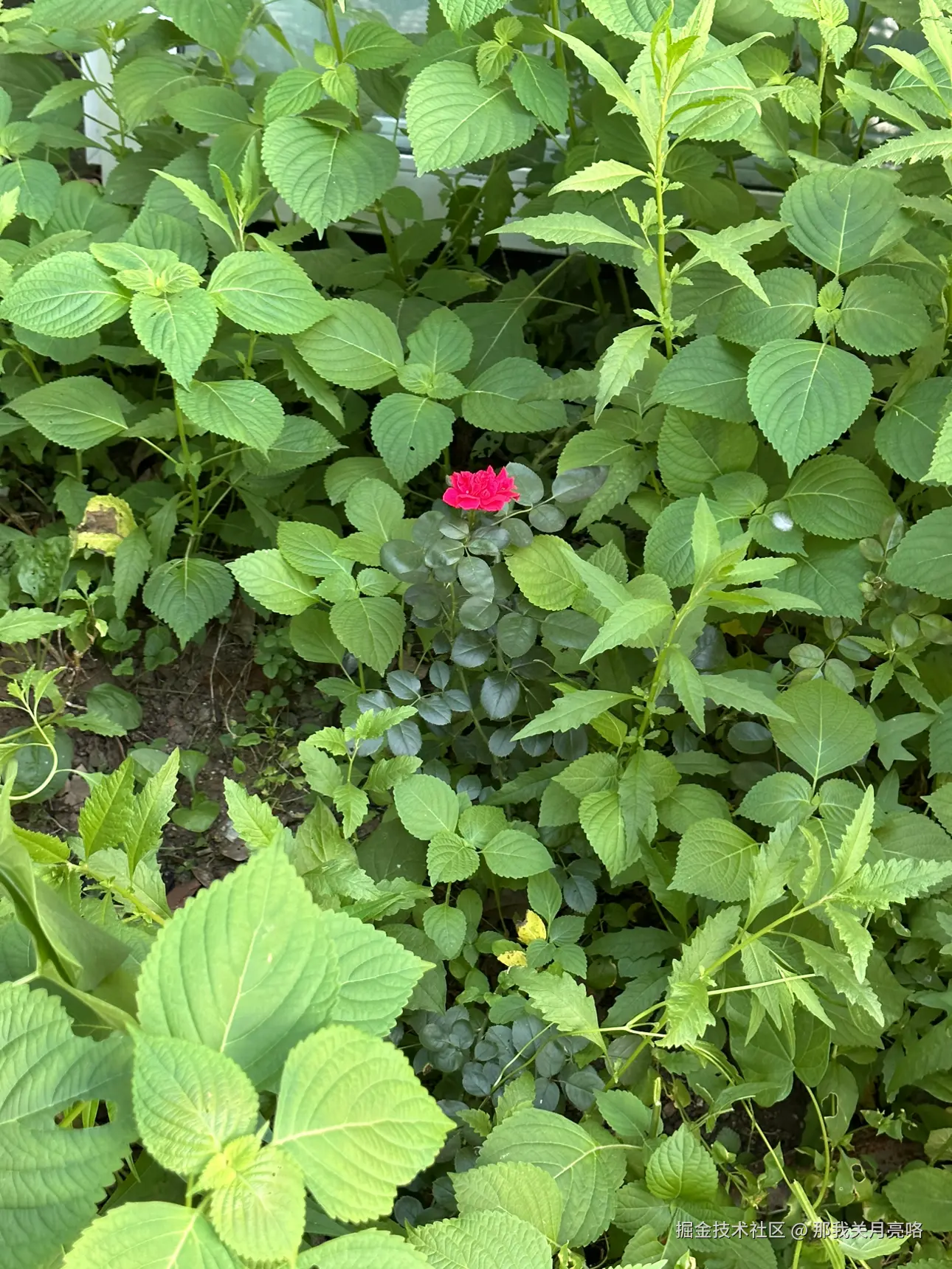 那我关月亮咯于2024-08-05 10:53发布的图片