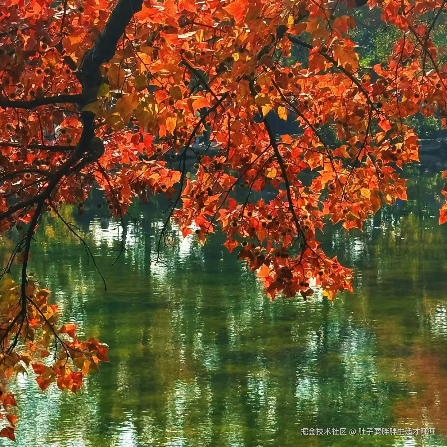 肚子要胖胖生活才旺旺于2025-11-16 00:20发布的图片