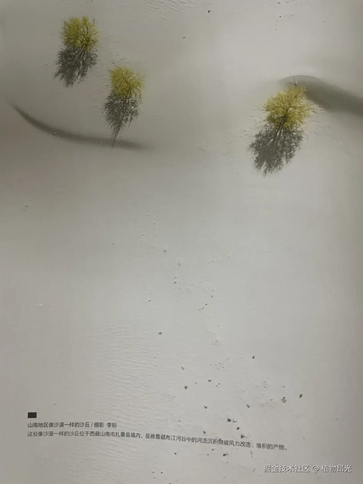 植物昂光于2026-04-29 21:31发布的图片