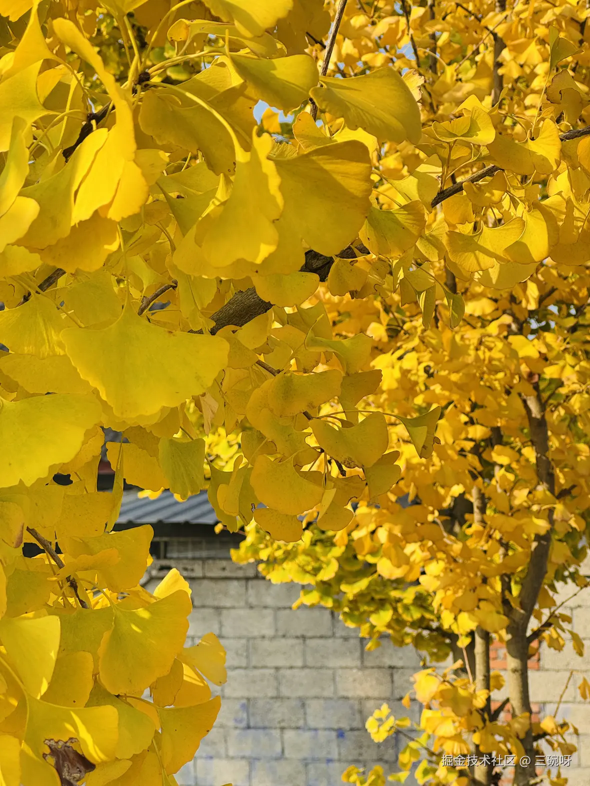 三碗呀于2024-12-03 10:19发布的图片