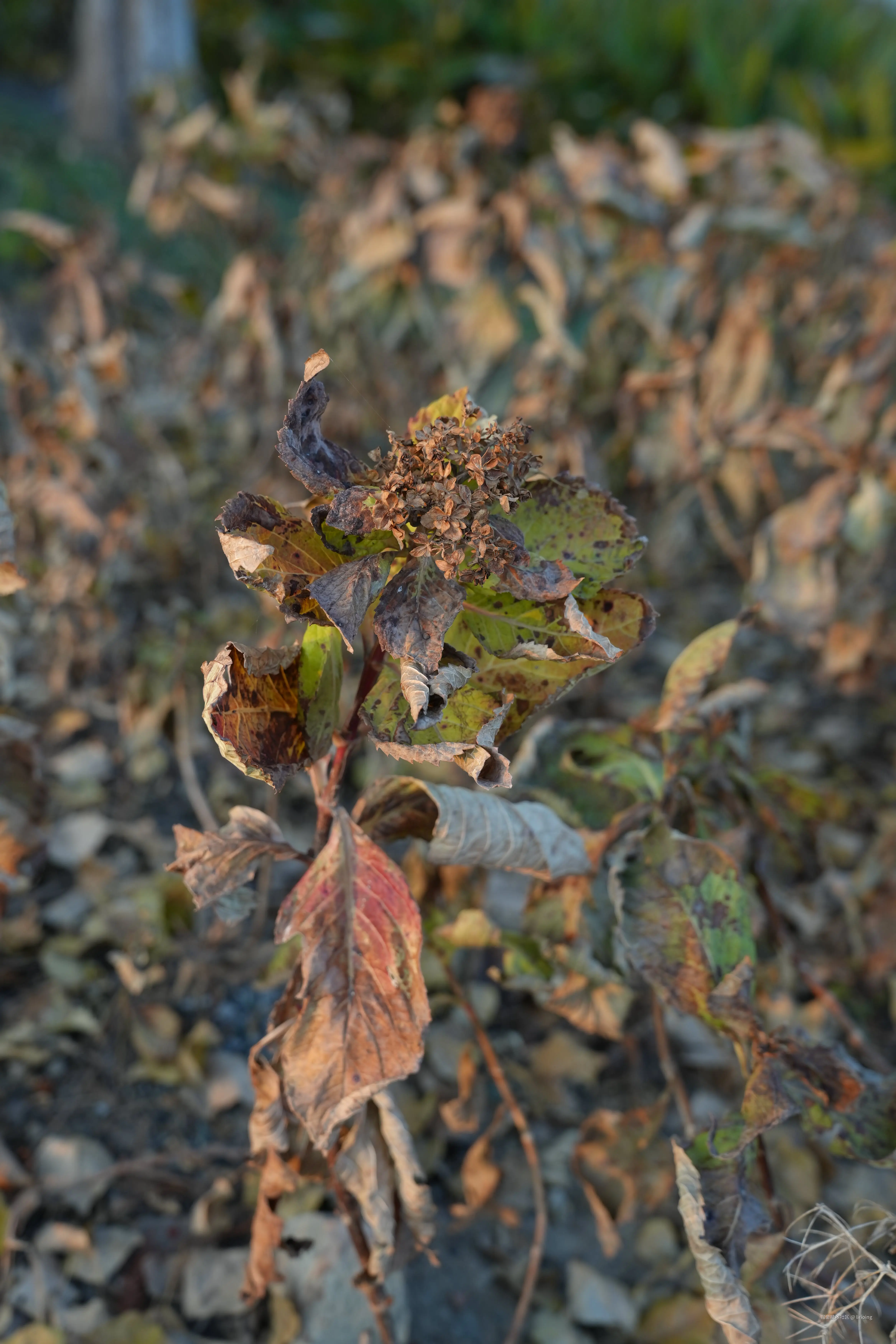 lirioing于2025-12-08 14:12发布的图片