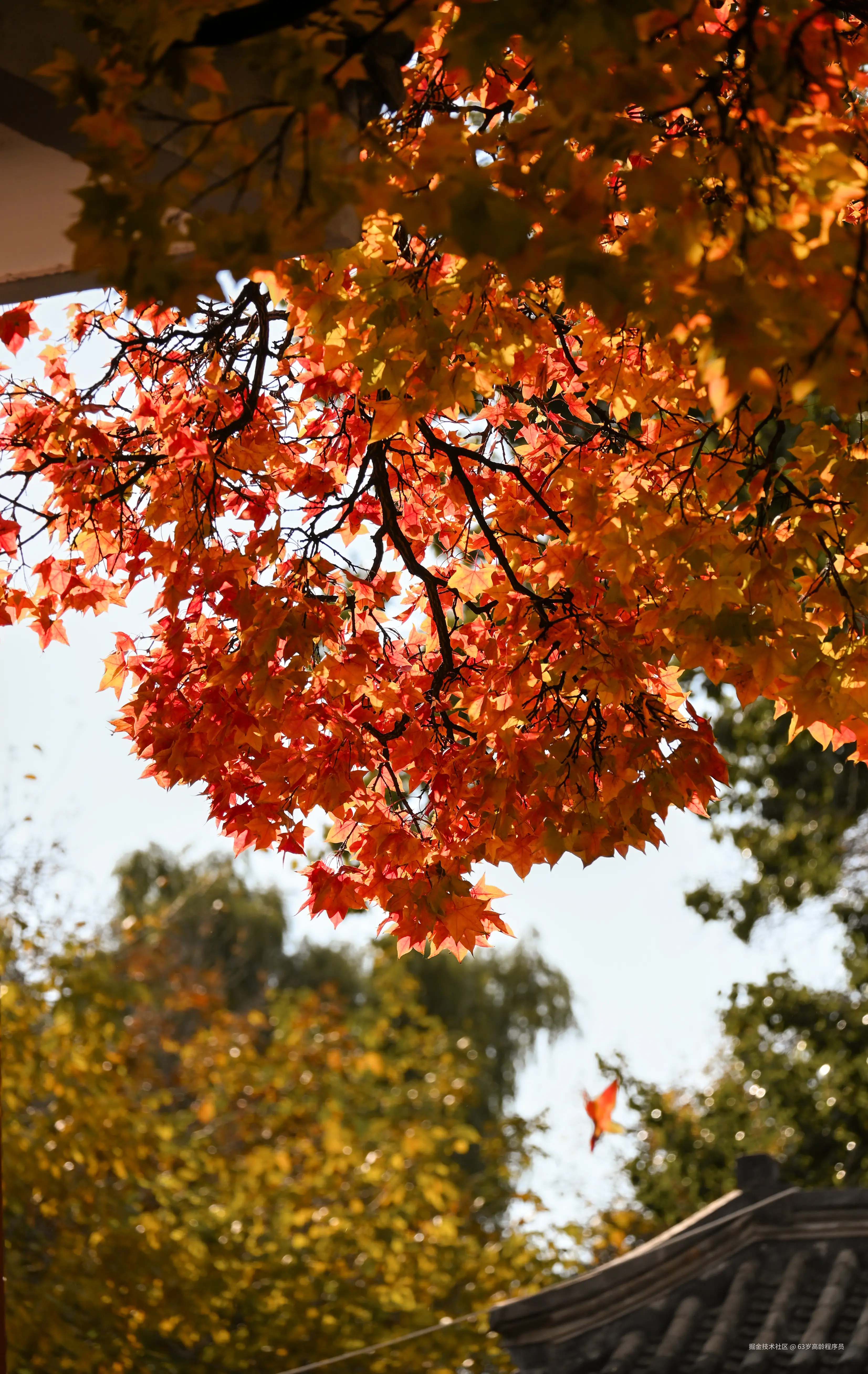 63岁高龄程序员于2025-11-05 15:17发布的图片