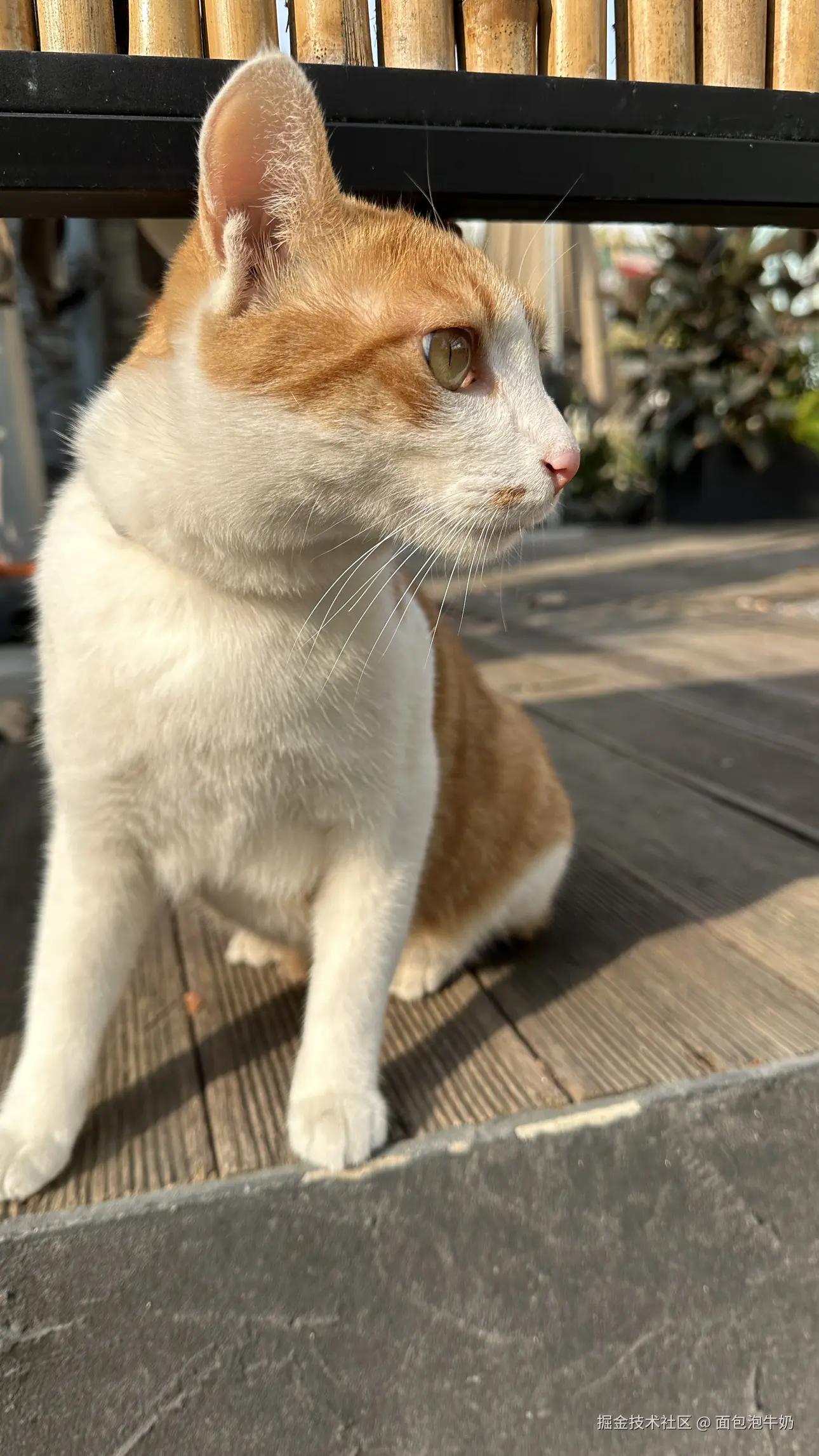 面包泡牛奶于2026-01-01 17:34发布的图片