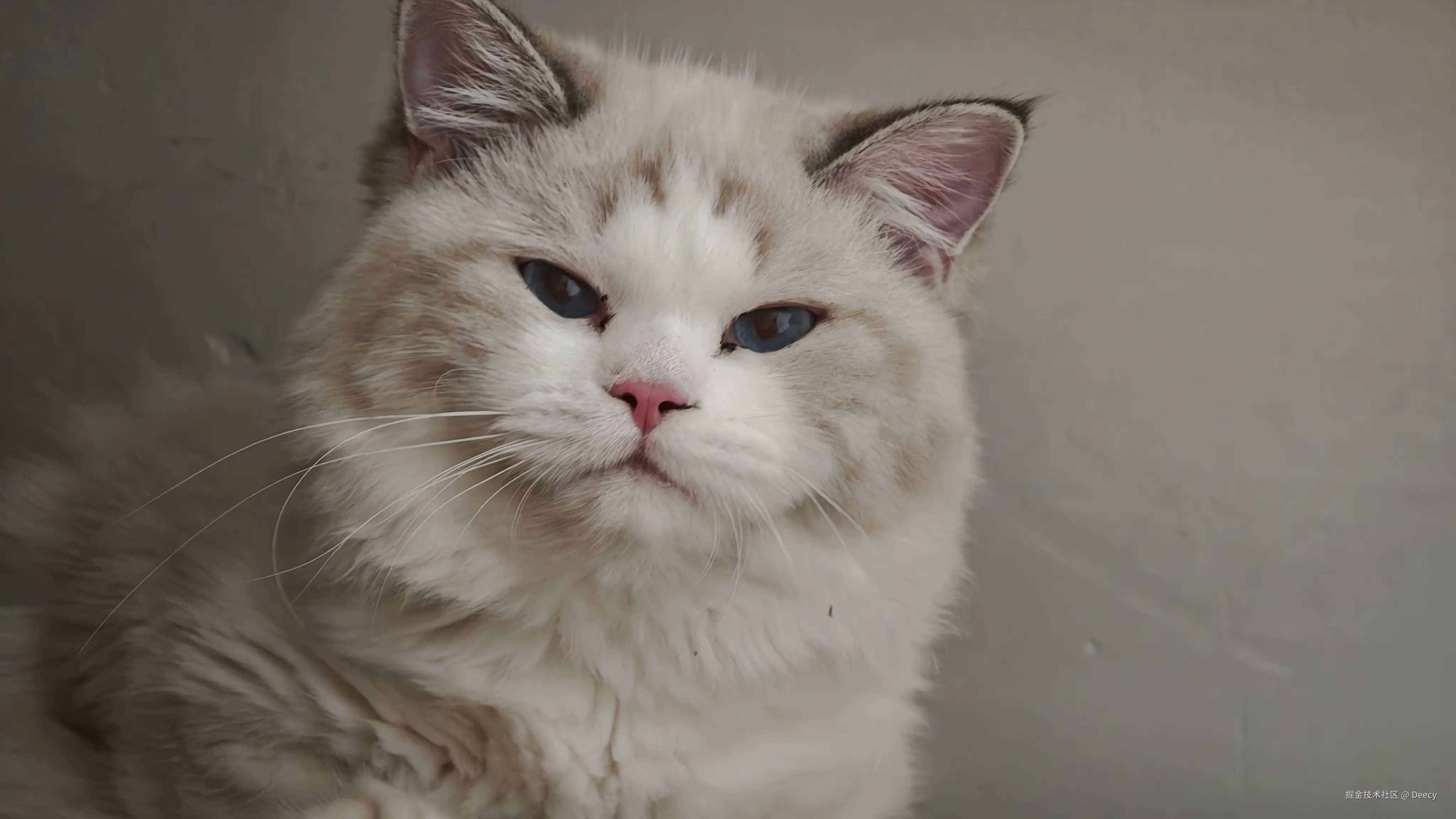 Deecy于2025-09-29 16:03发布的图片