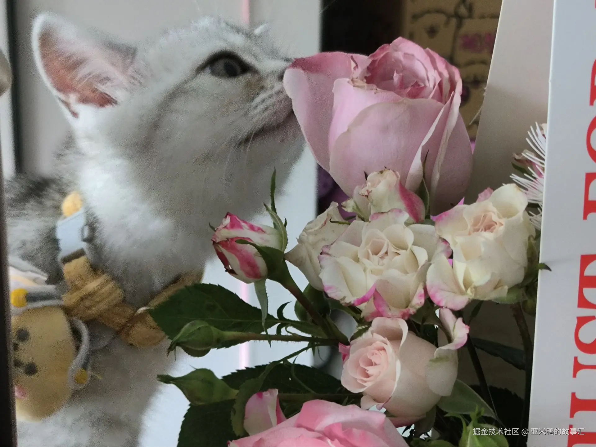 亚米鸭的故事汇于2025-05-28 13:33发布的图片