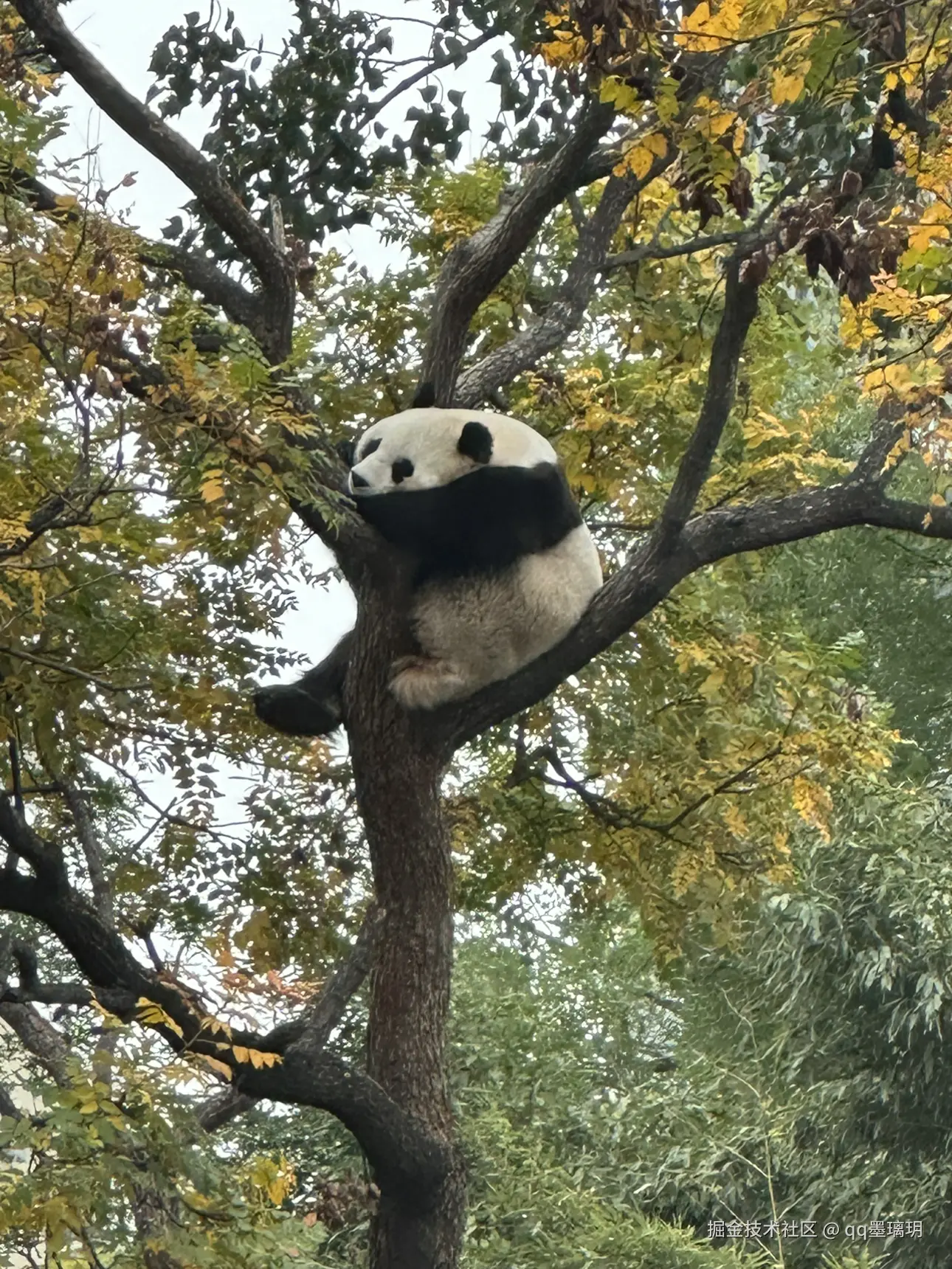 qq墨璃玥于2024-10-25 15:19发布的图片